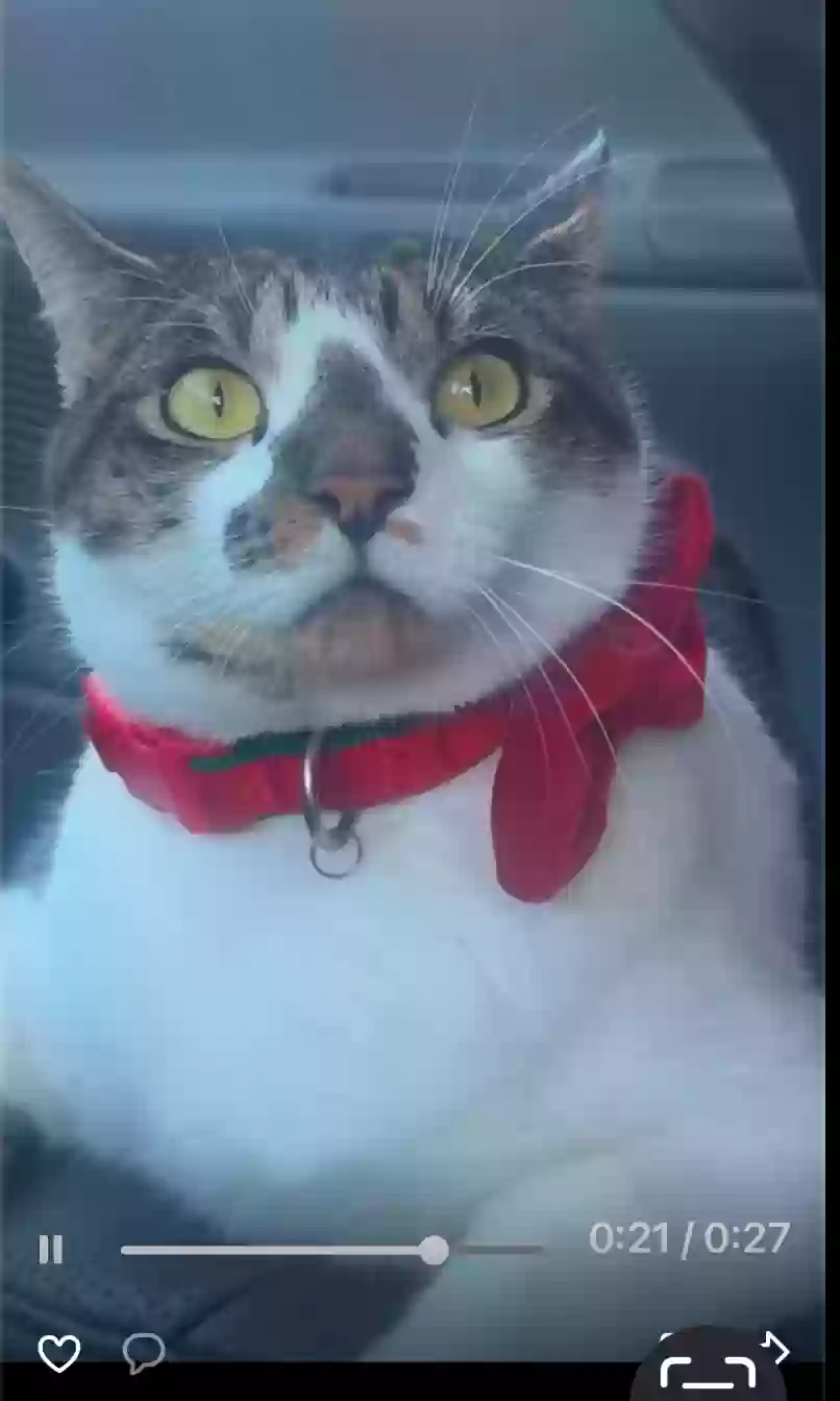 /lostandfound/images/lnfpets/original/181904_photo.webp