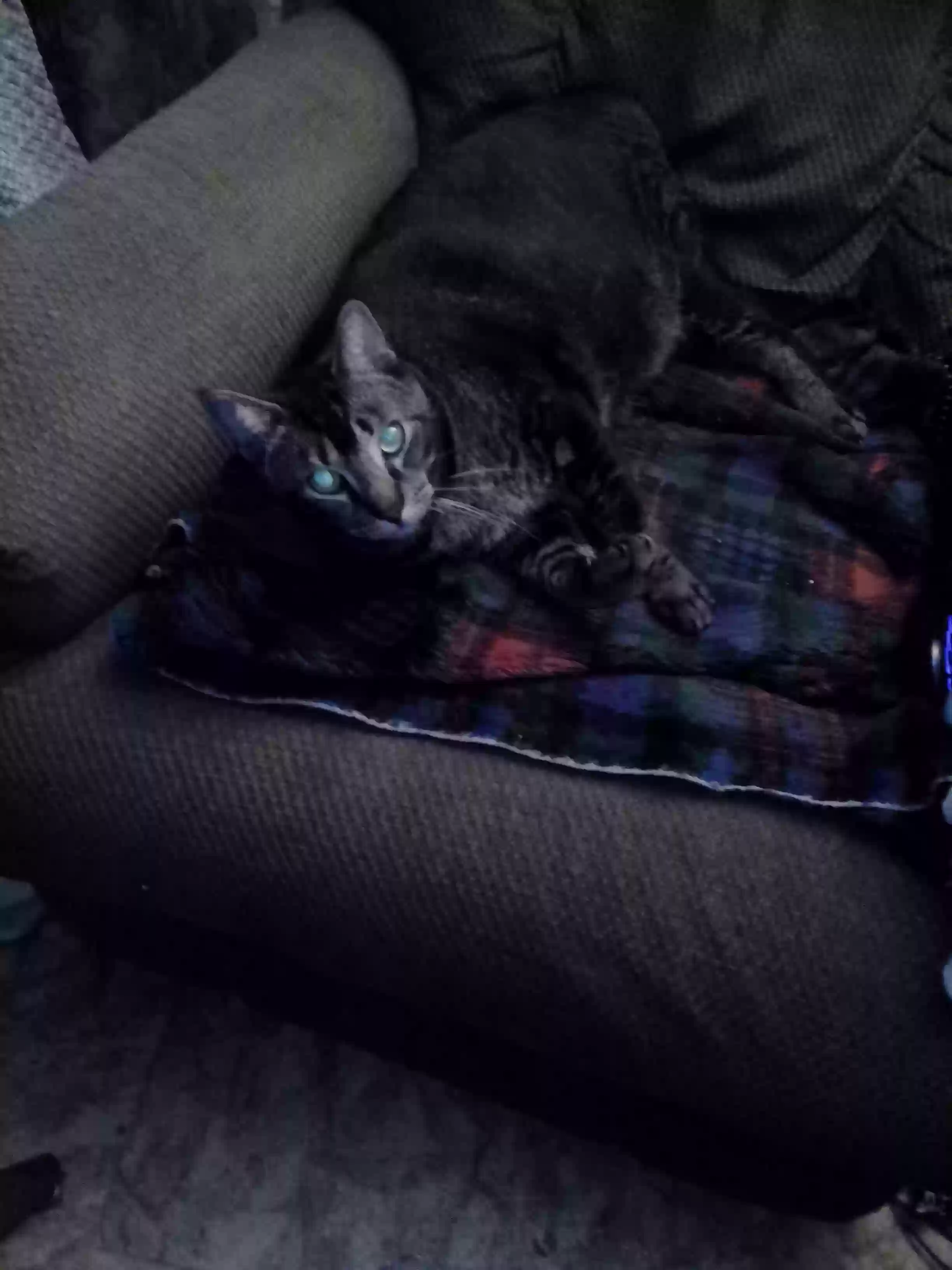 /lostandfound/images/lnfpets/original/181907_photo.webp