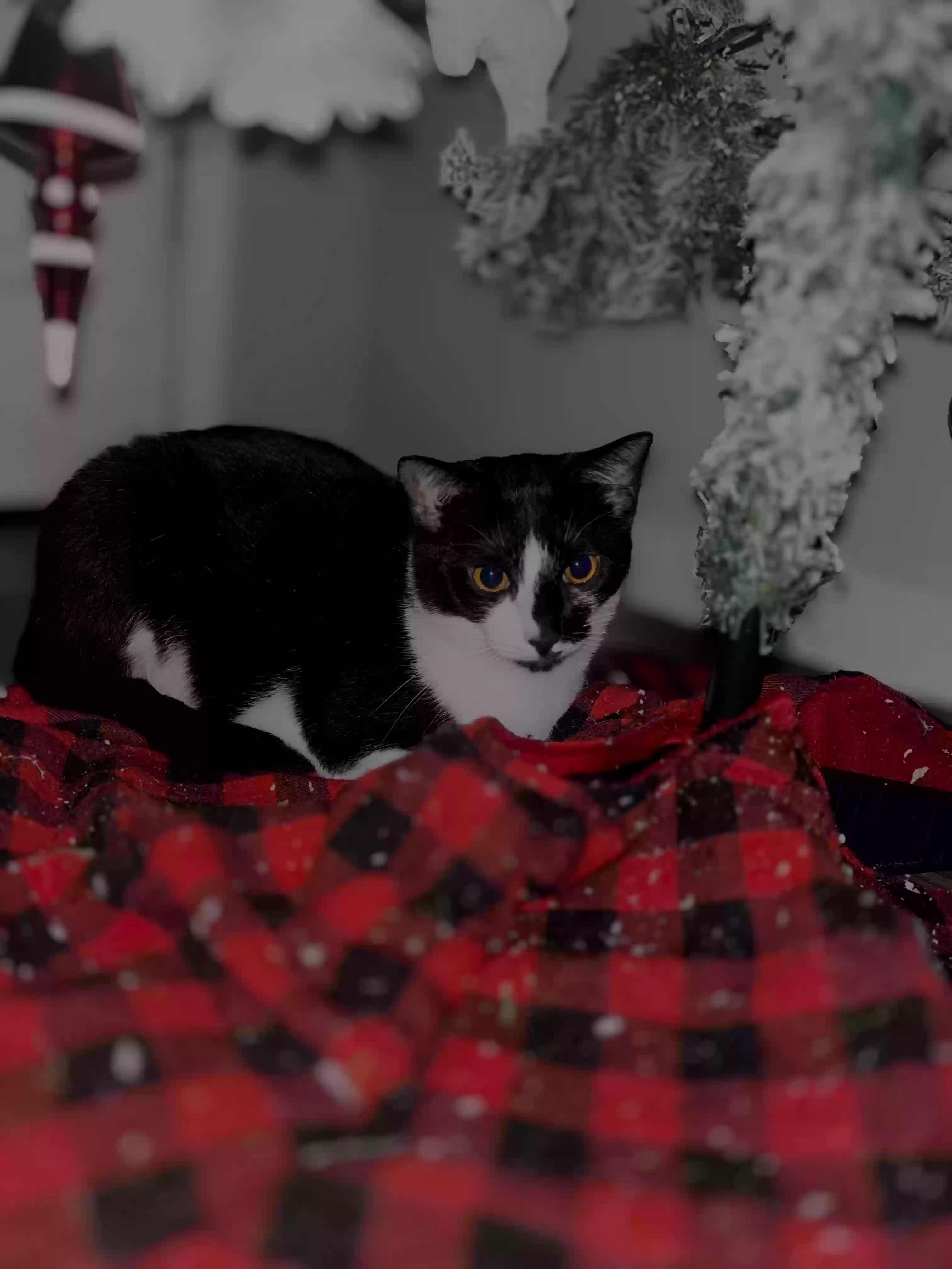 /lostandfound/images/lnfpets/original/181929_photo.webp