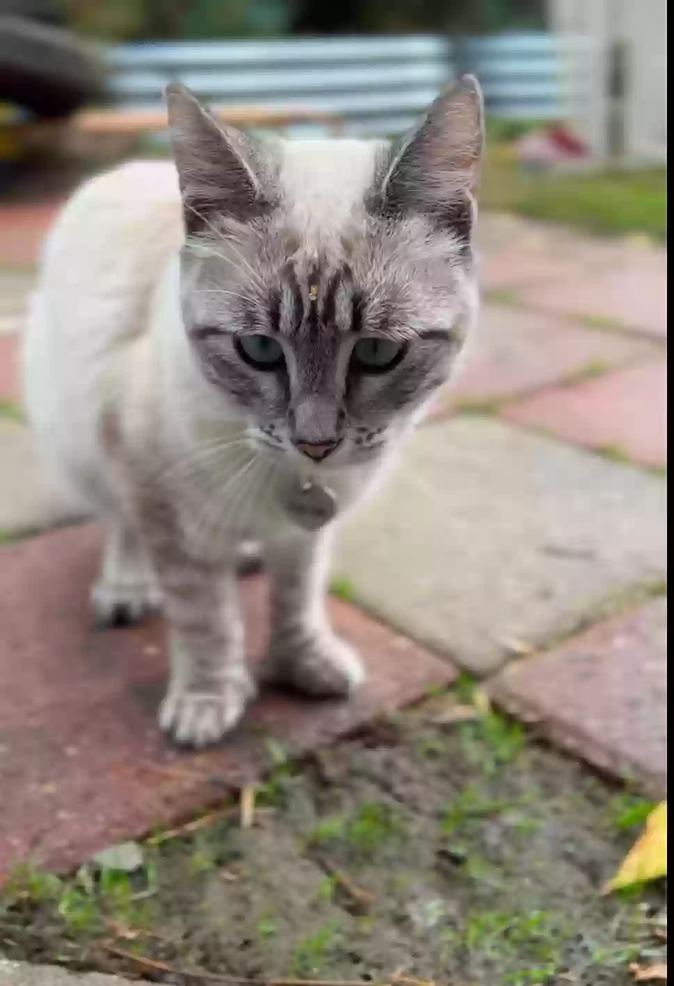 /lostandfound/images/lnfpets/original/181969_photo.webp