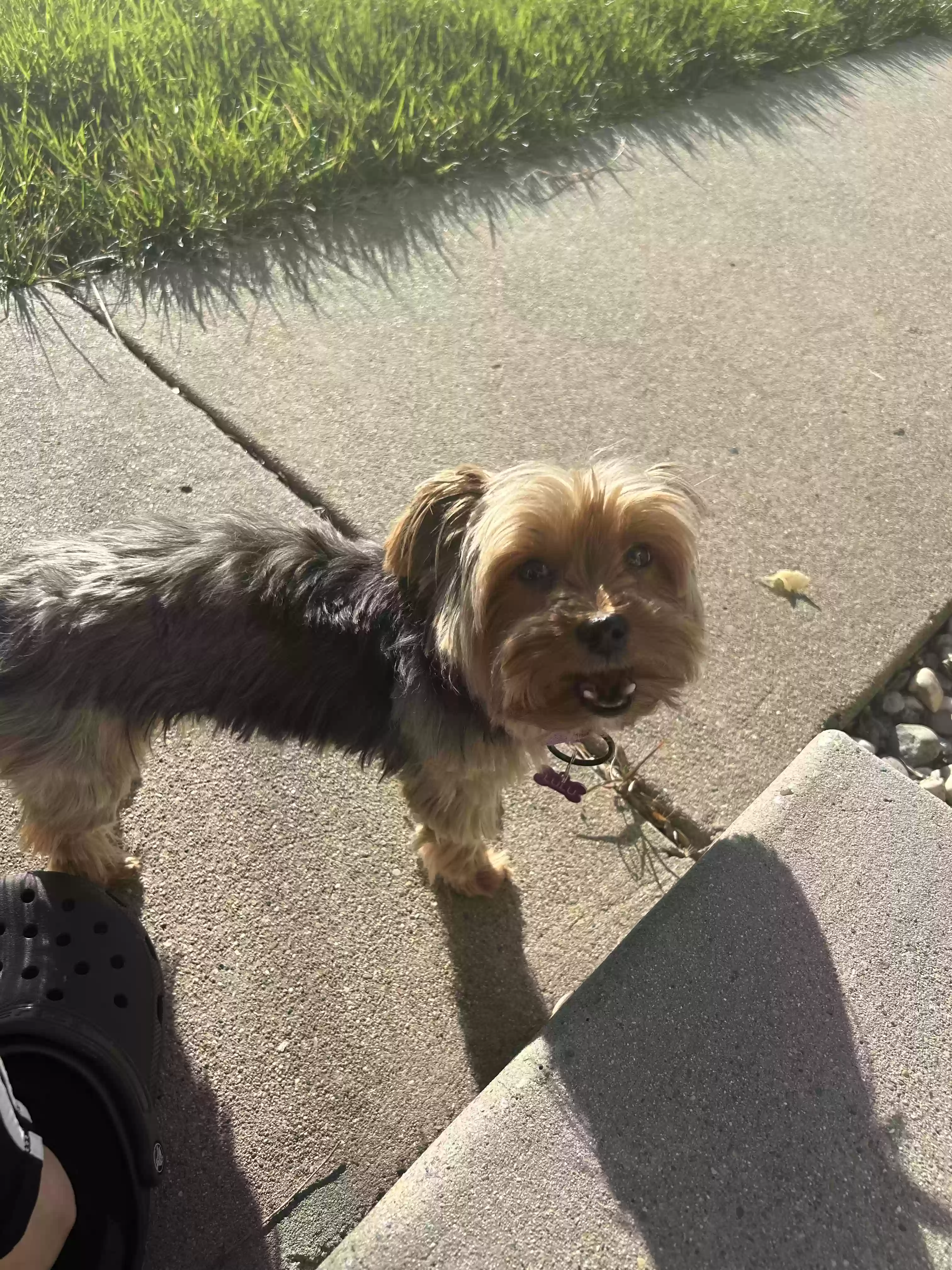 /lostandfound/images/lnfpets/original/181988_photo.webp