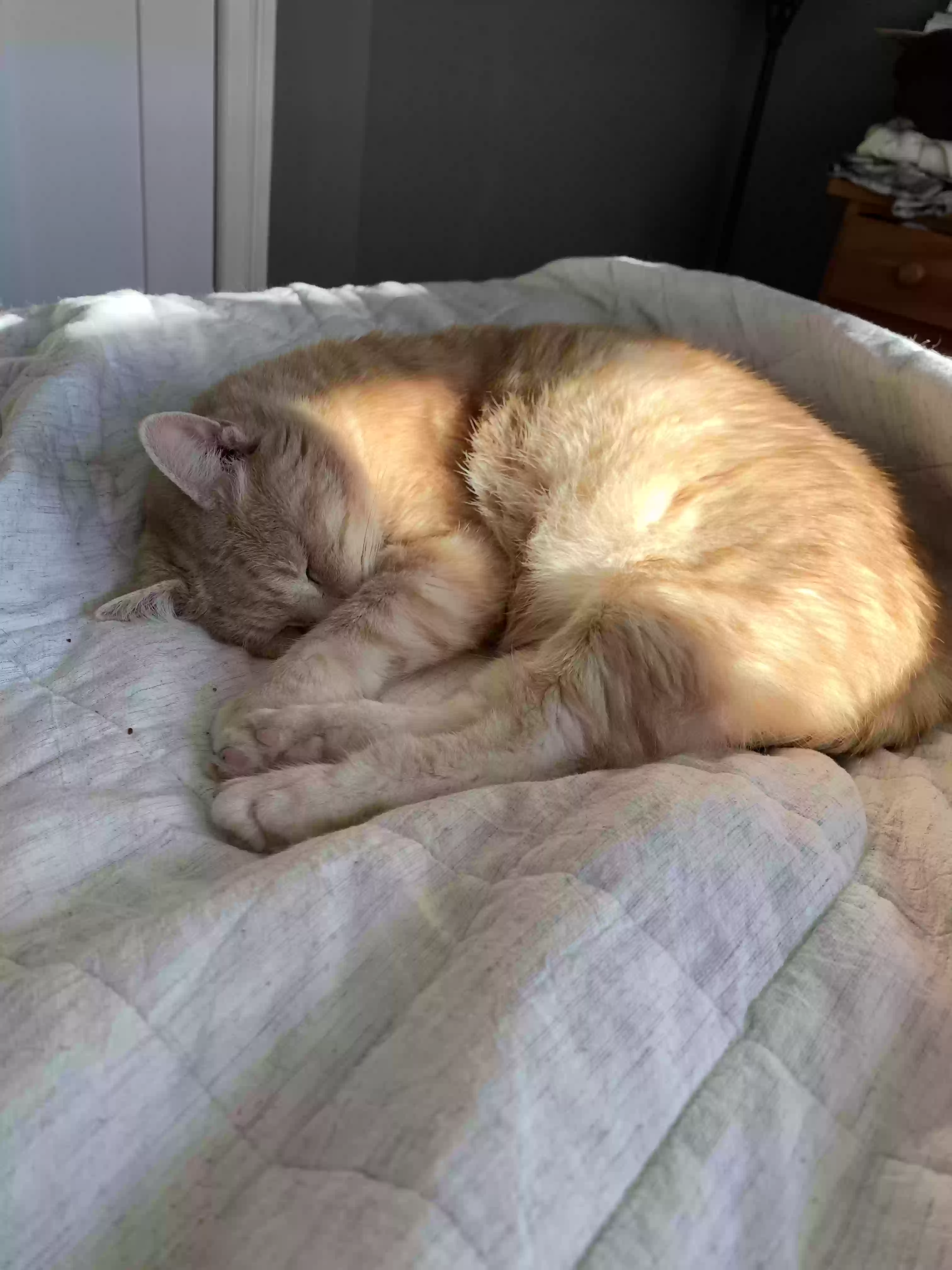 /lostandfound/images/lnfpets/original/181989_photo.webp