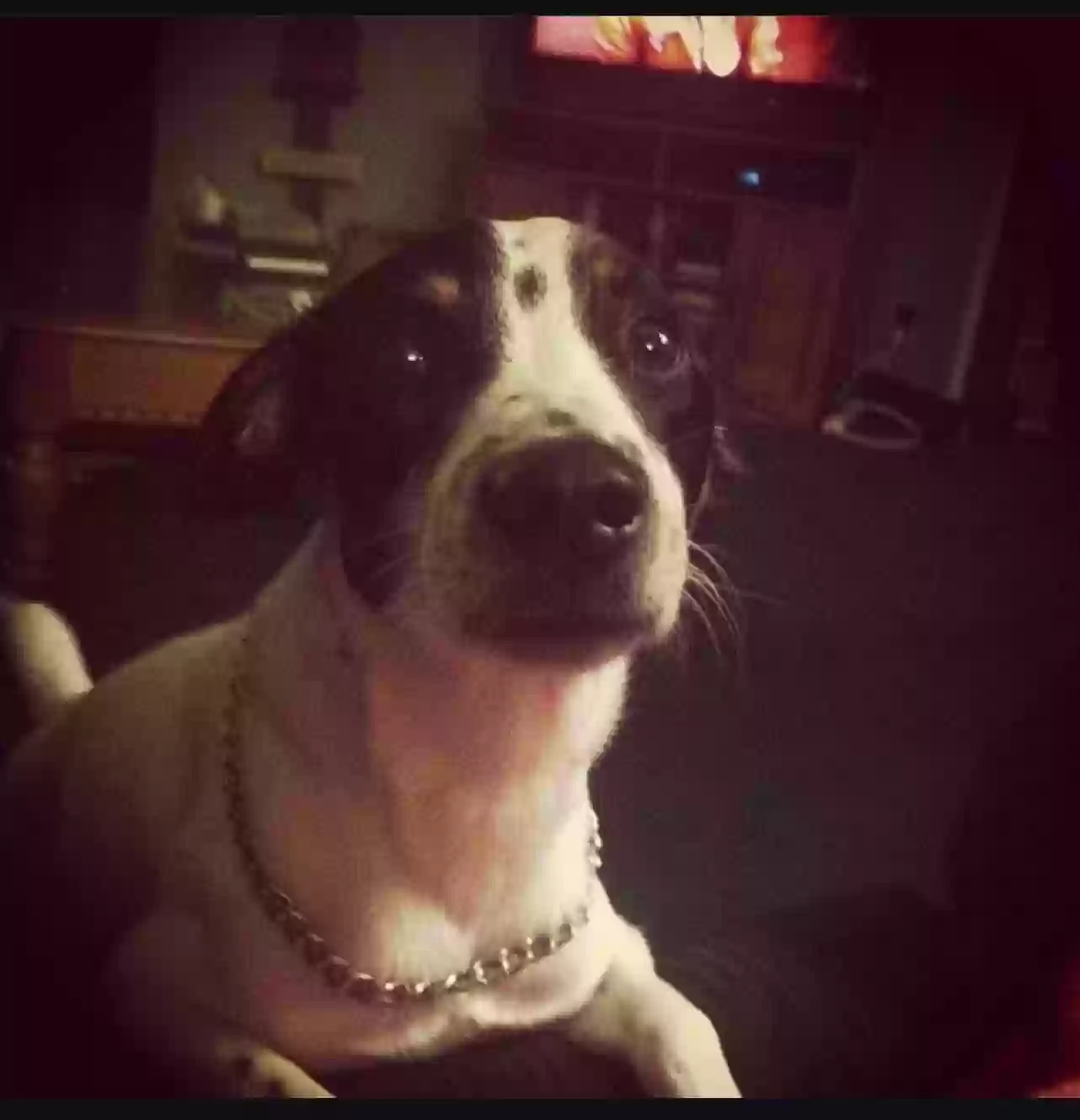 /lostandfound/images/lnfpets/original/182014_photo.webp