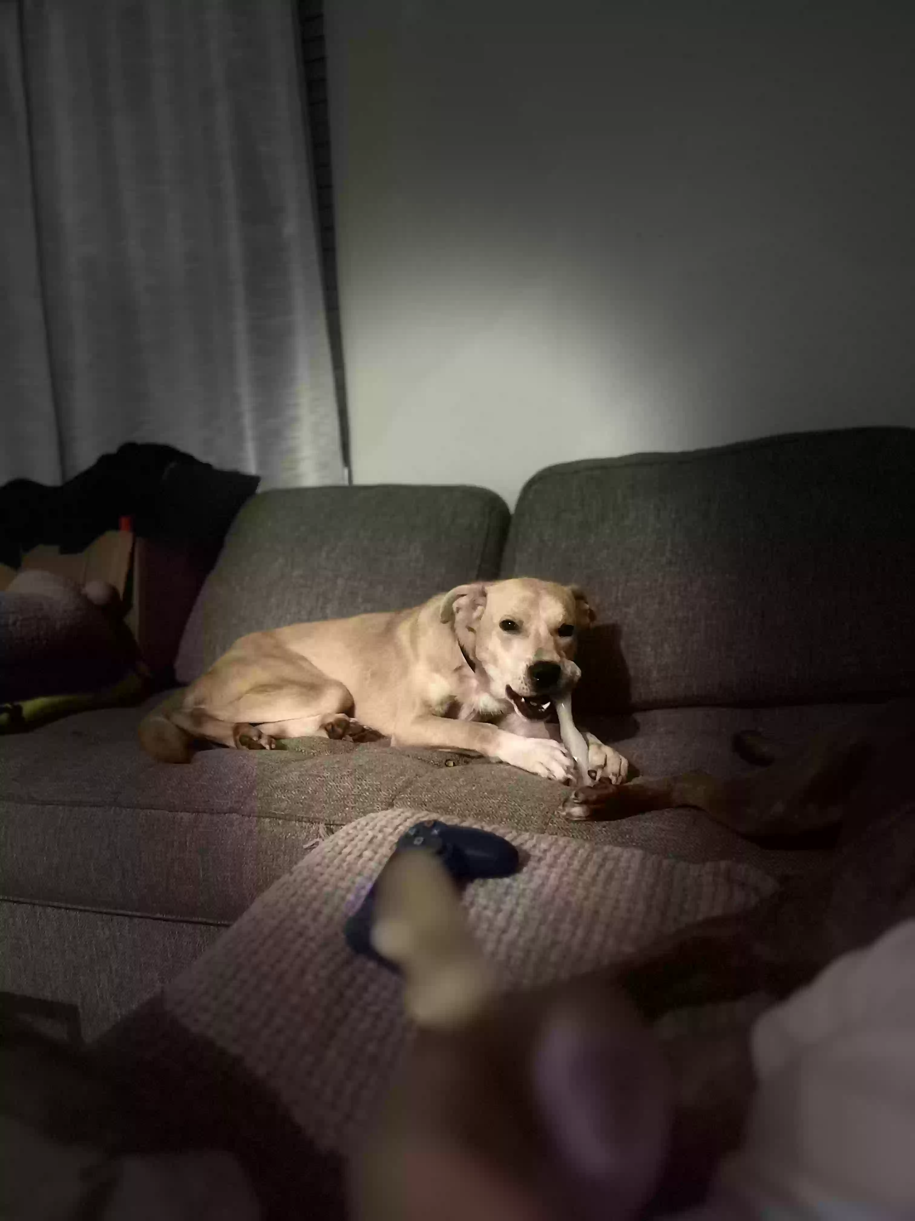 /lostandfound/images/lnfpets/original/182031_photo.webp
