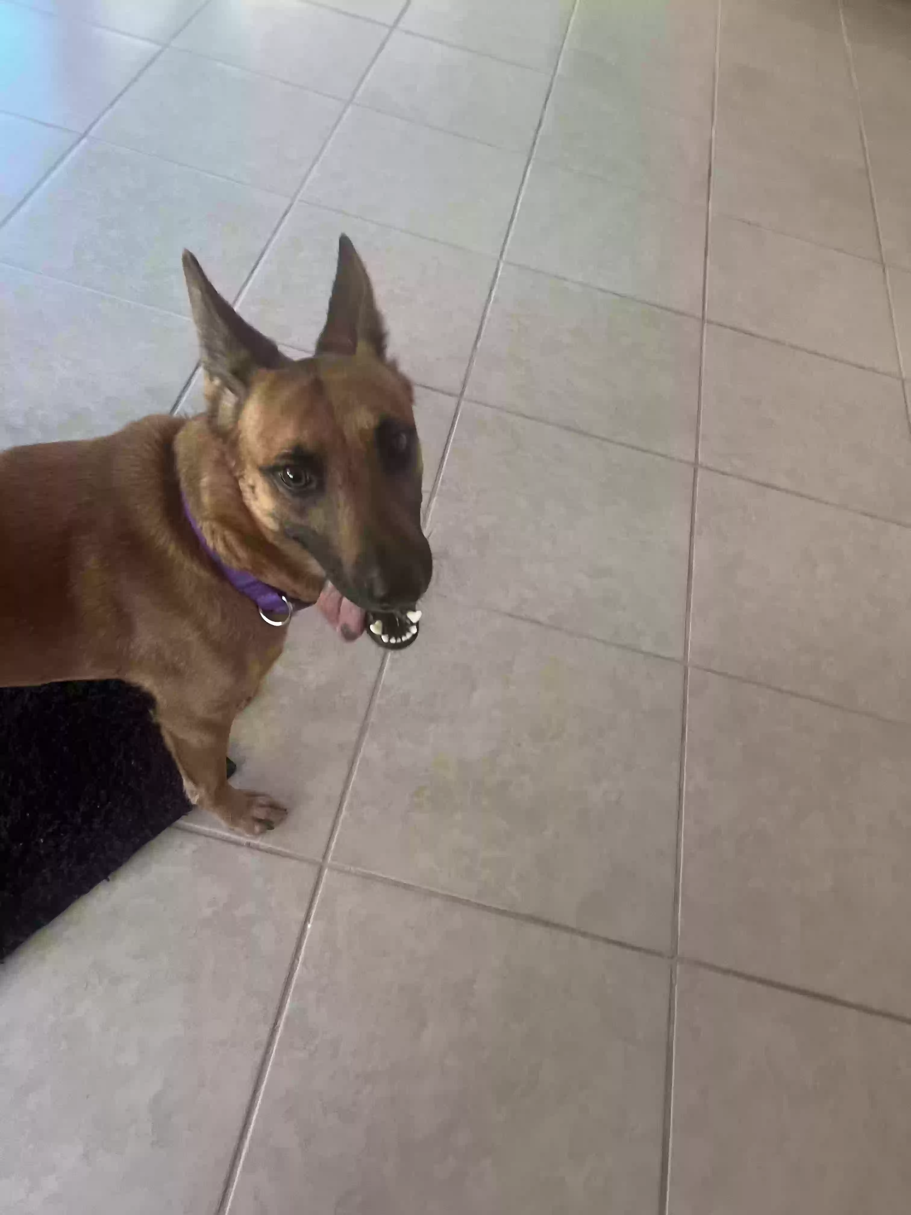 /lostandfound/images/lnfpets/original/182048_photo.webp
