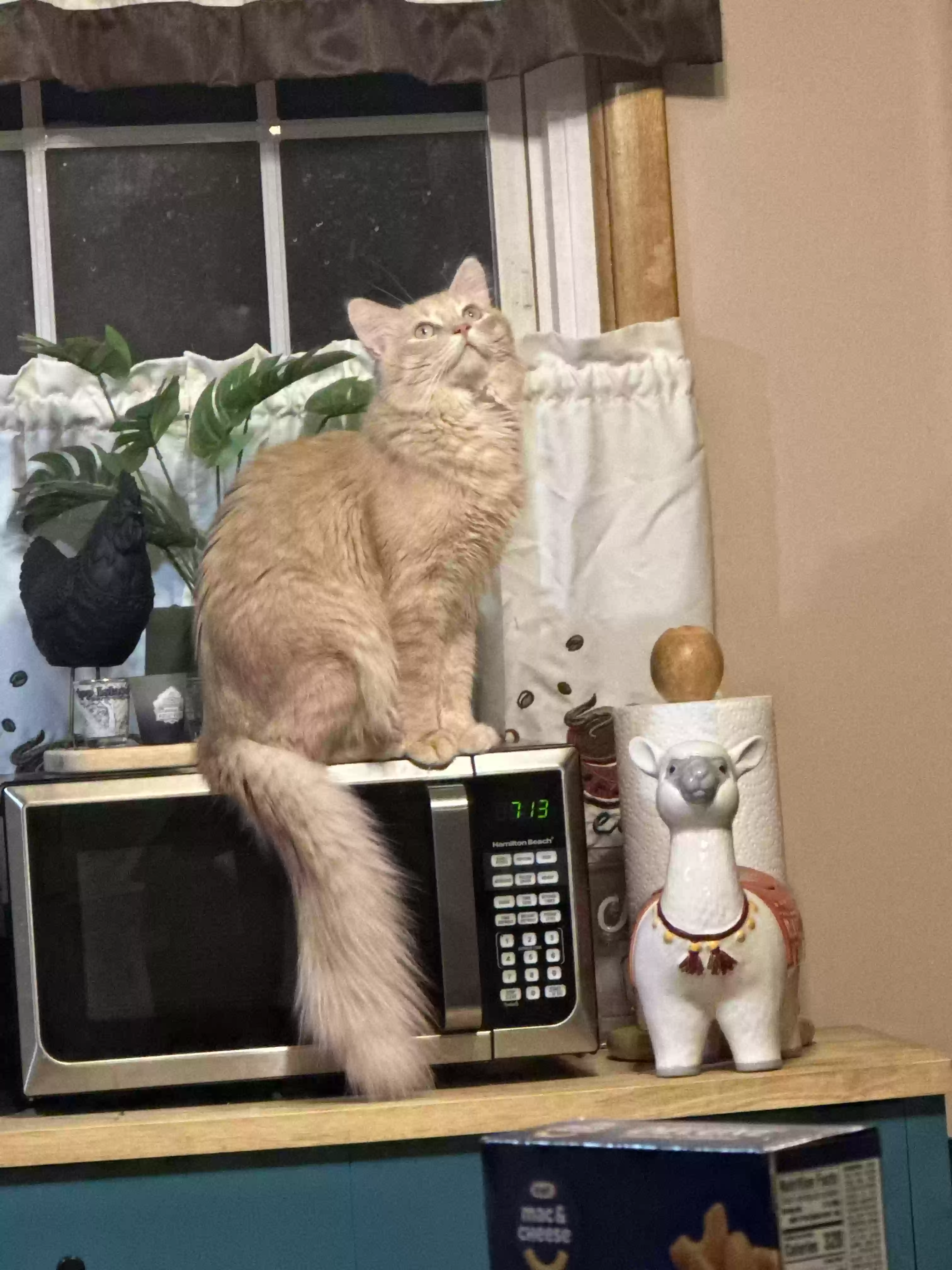 /lostandfound/images/lnfpets/original/182055_photo.webp