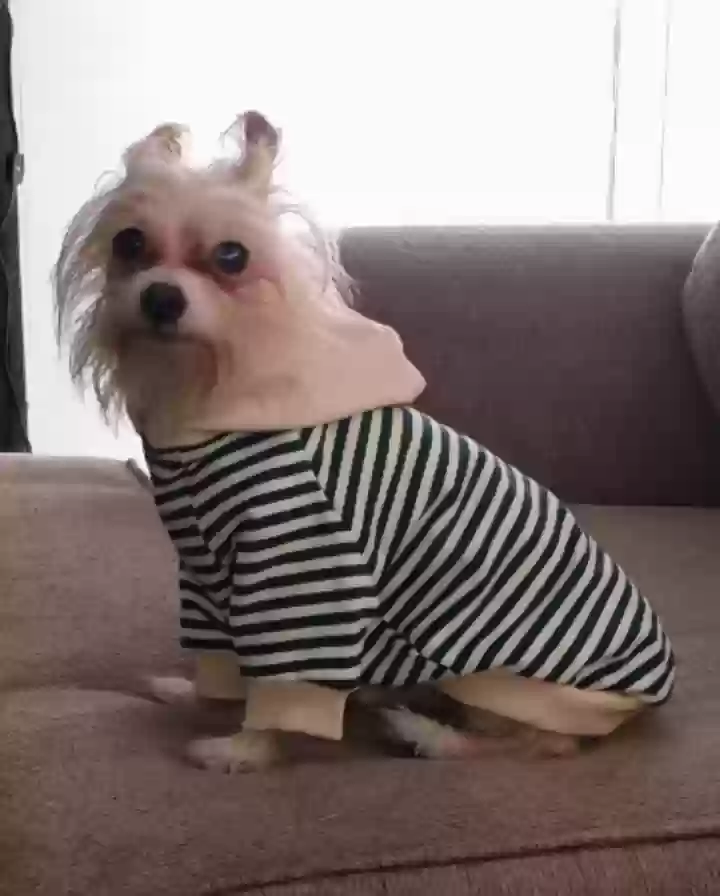 /lostandfound/images/lnfpets/original/182069_photo.webp