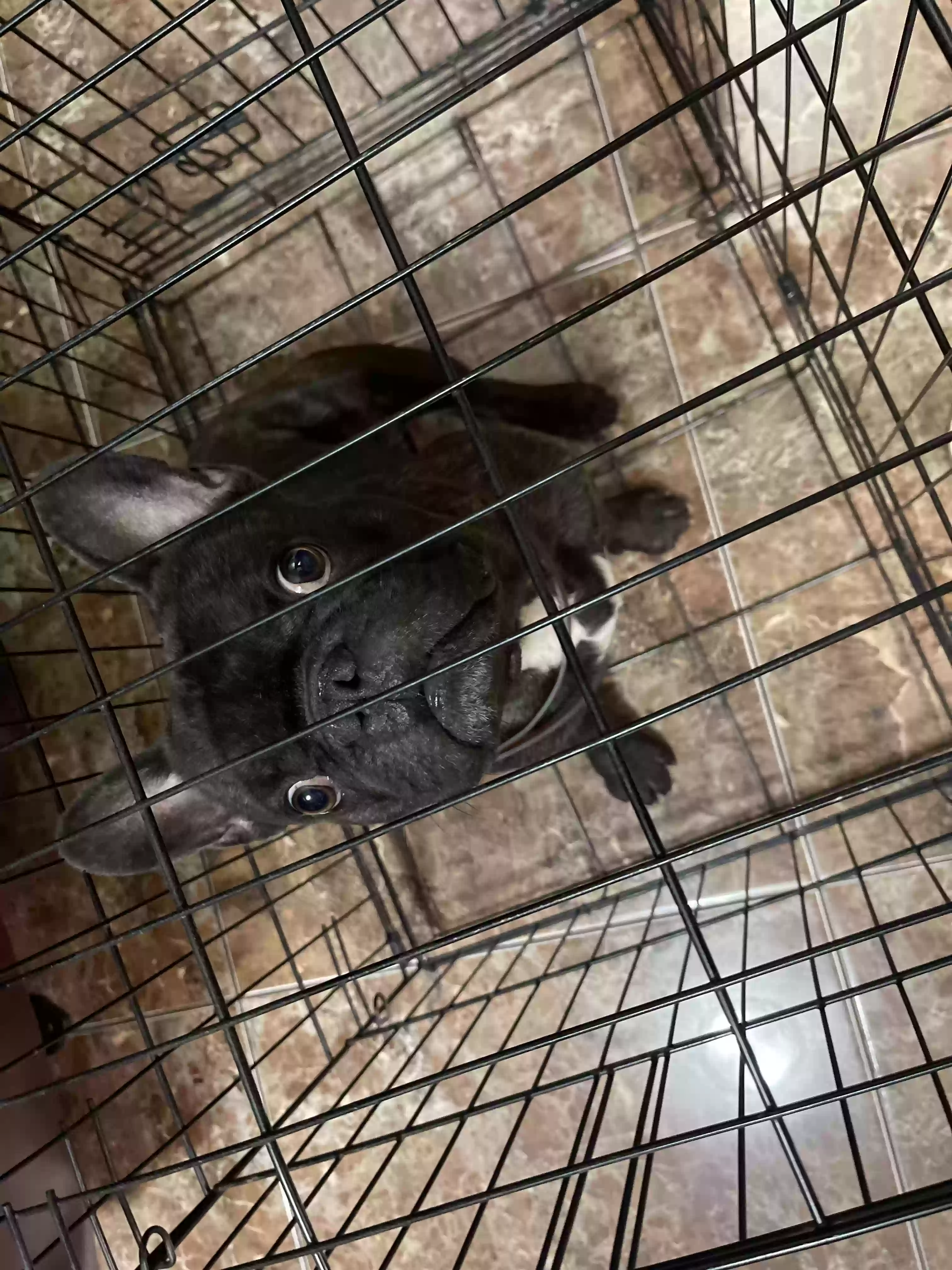 /lostandfound/images/lnfpets/original/182109_photo.webp