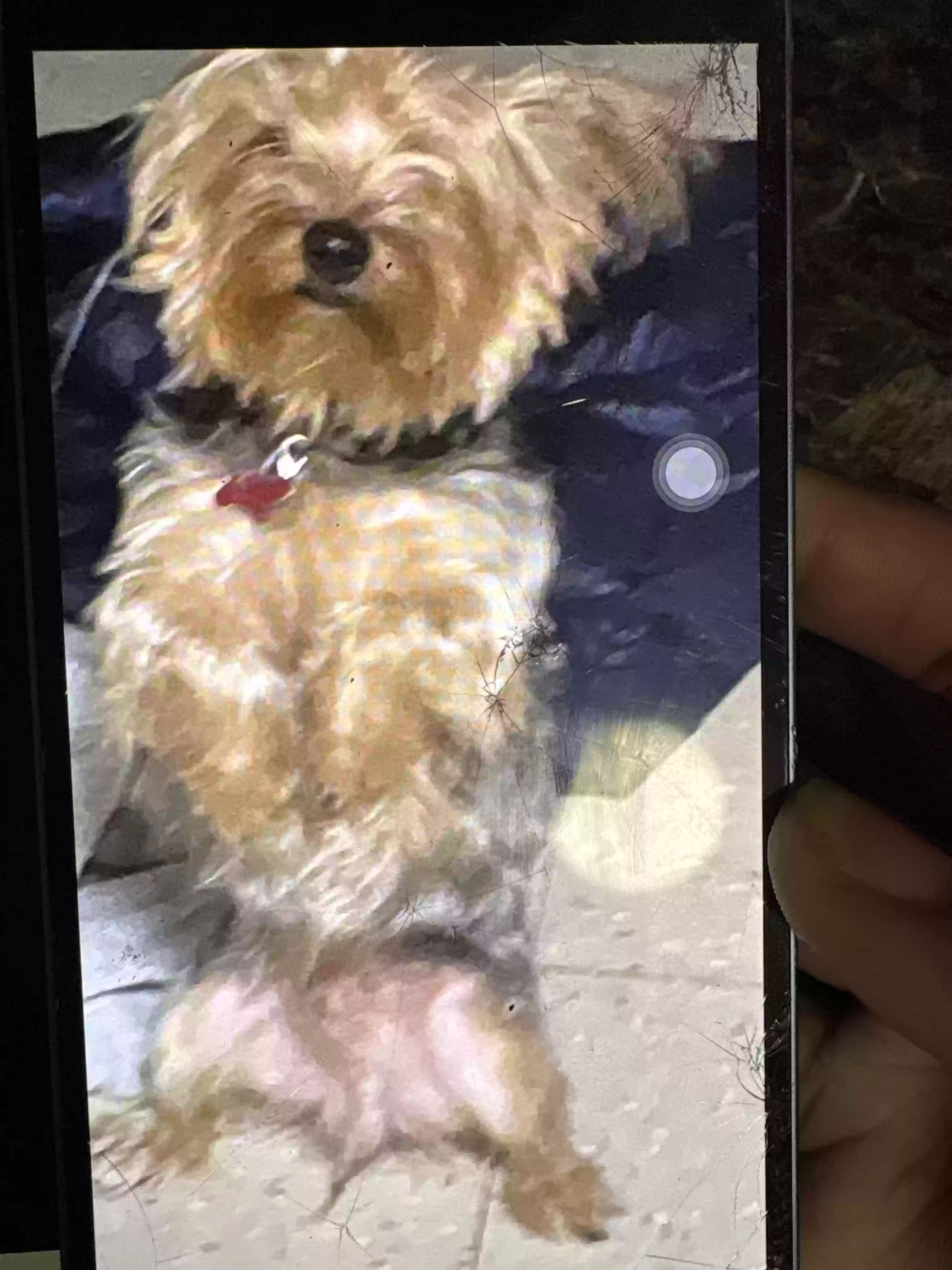 /lostandfound/images/lnfpets/original/182115_photo.webp