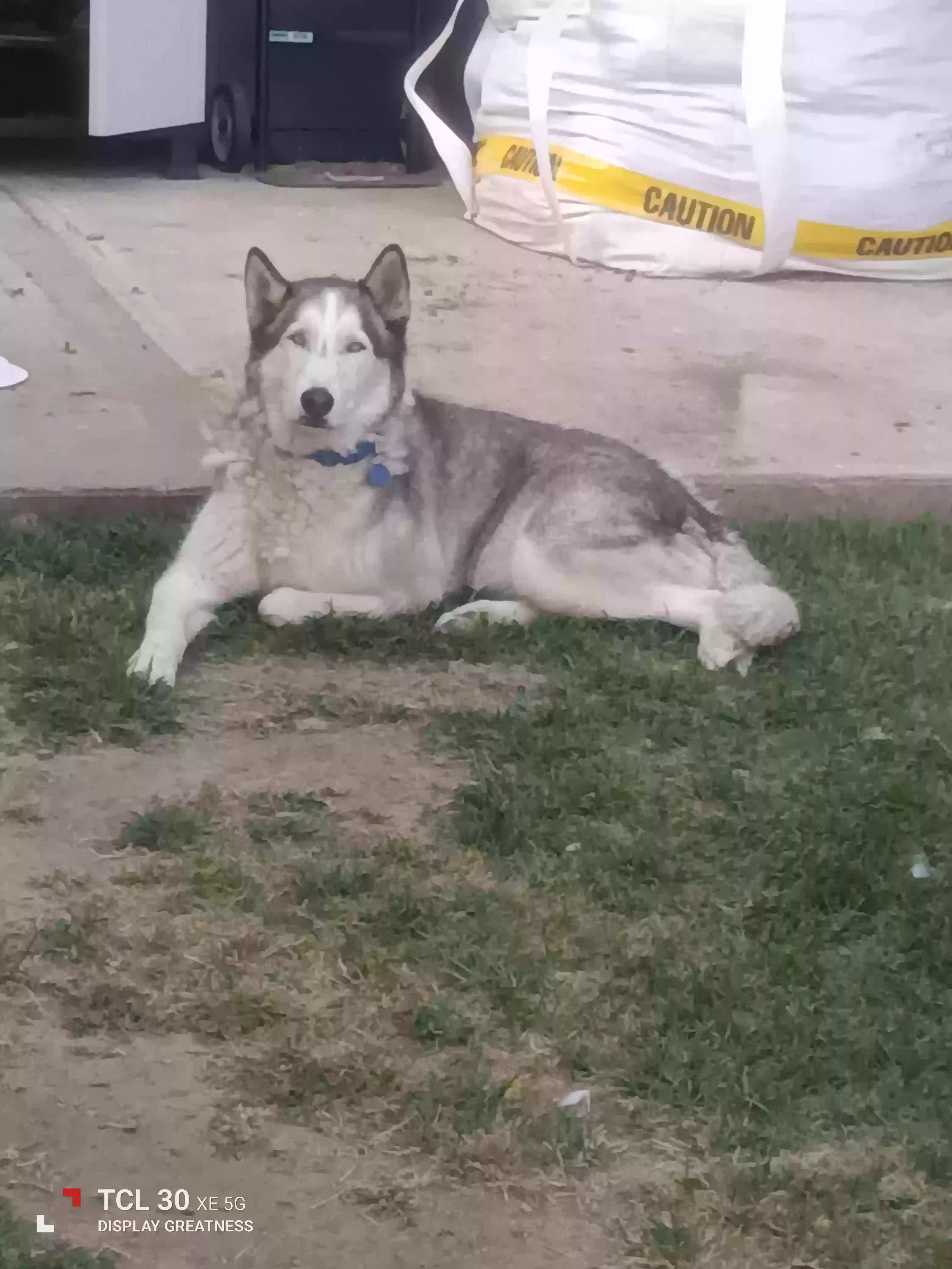 /lostandfound/images/lnfpets/original/182147_photo.webp