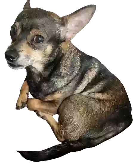 /lostandfound/images/lnfpets/original/182184_photo.webp