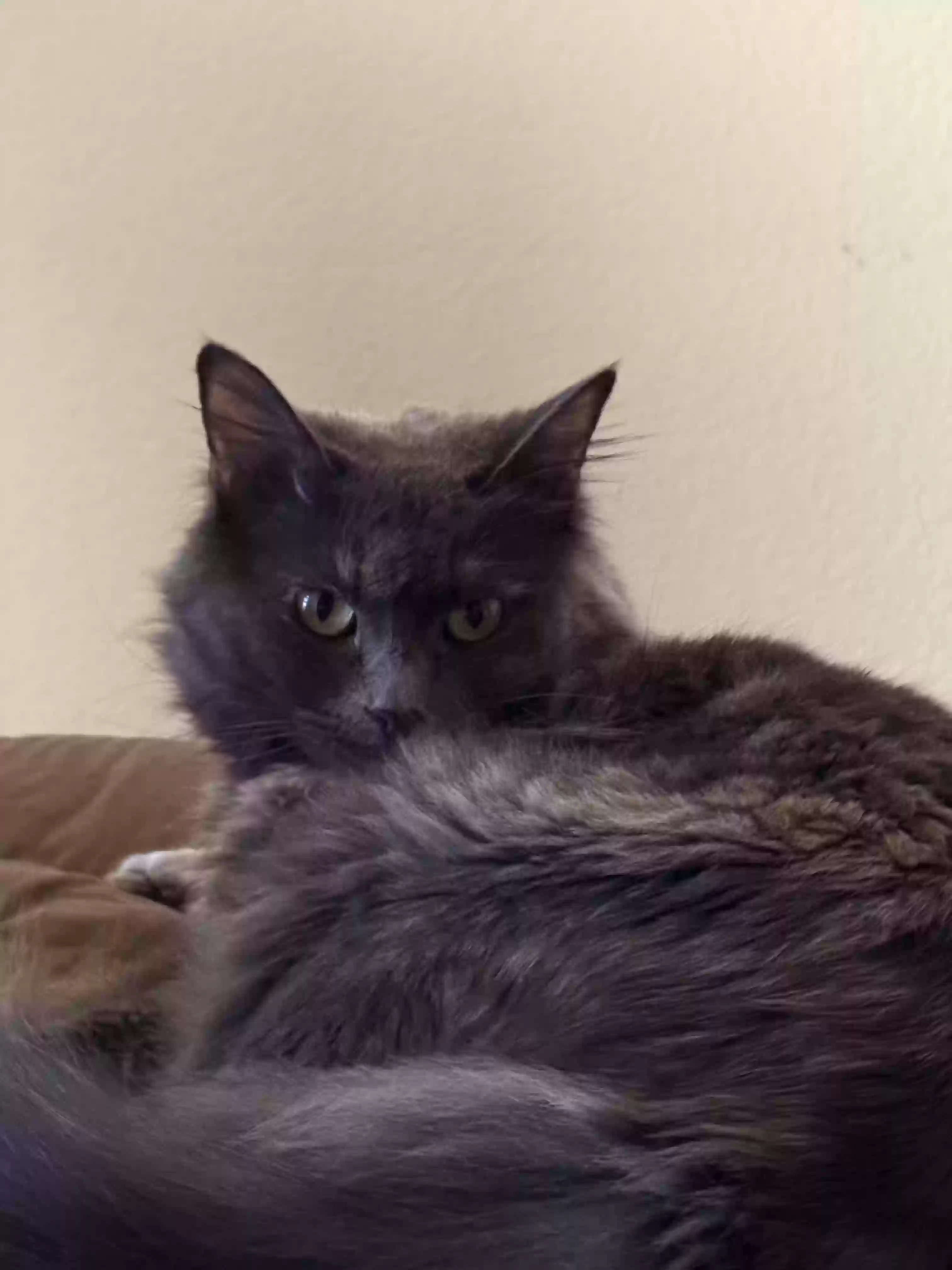 /lostandfound/images/lnfpets/original/182211_photo.webp