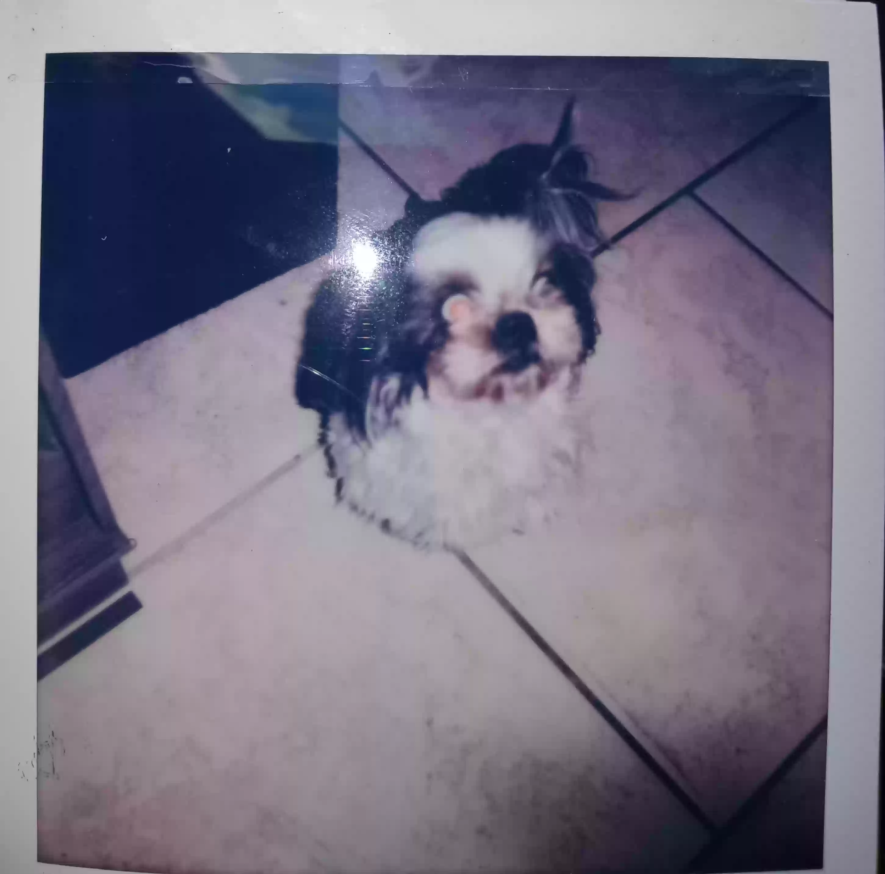 /lostandfound/images/lnfpets/original/182246_photo.webp