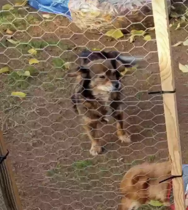 /lostandfound/images/lnfpets/original/182325_photo.webp