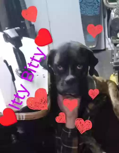 /lostandfound/images/lnfpets/original/182337_photo.webp