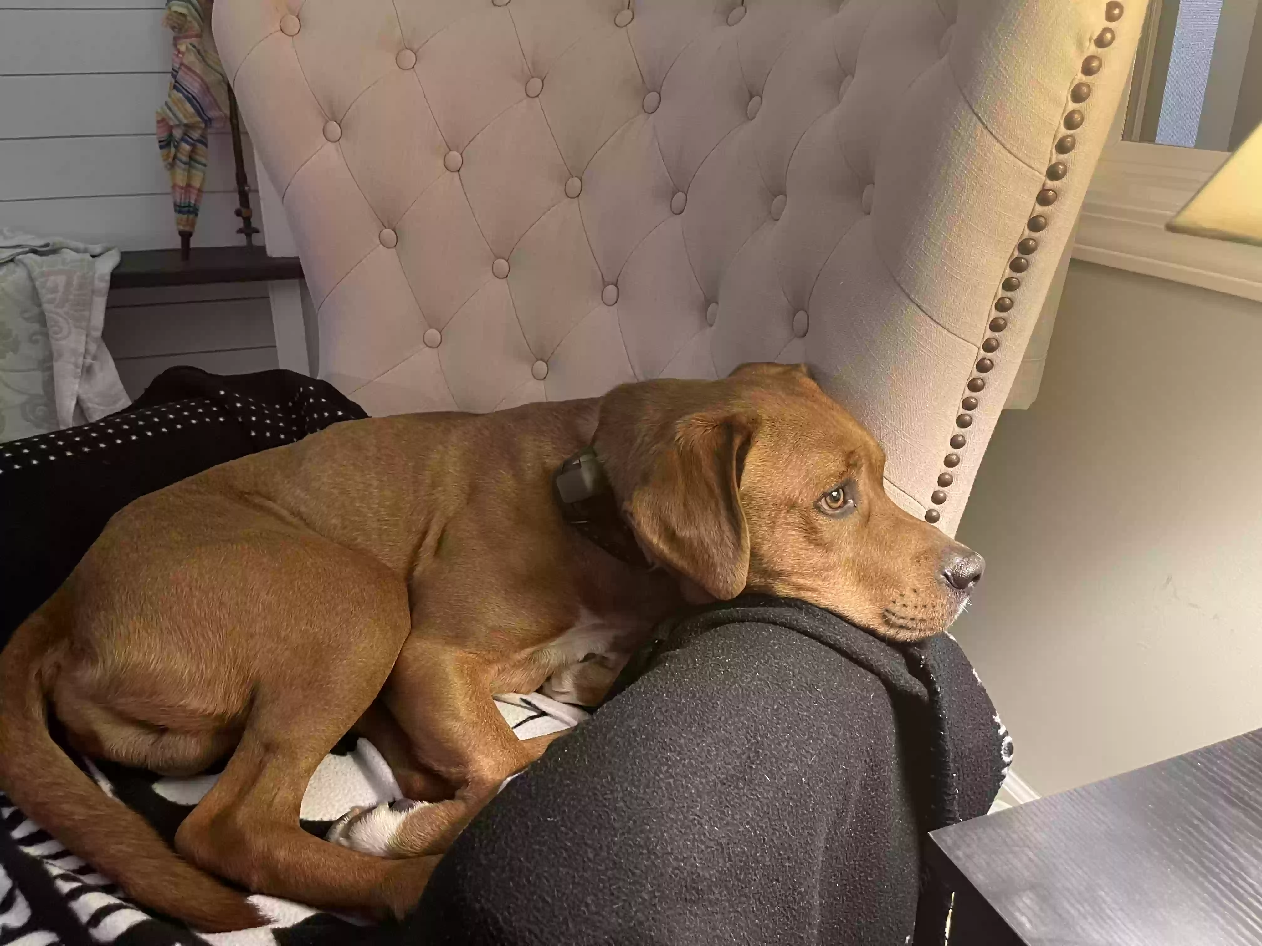 /lostandfound/images/lnfpets/original/182343_photo.webp