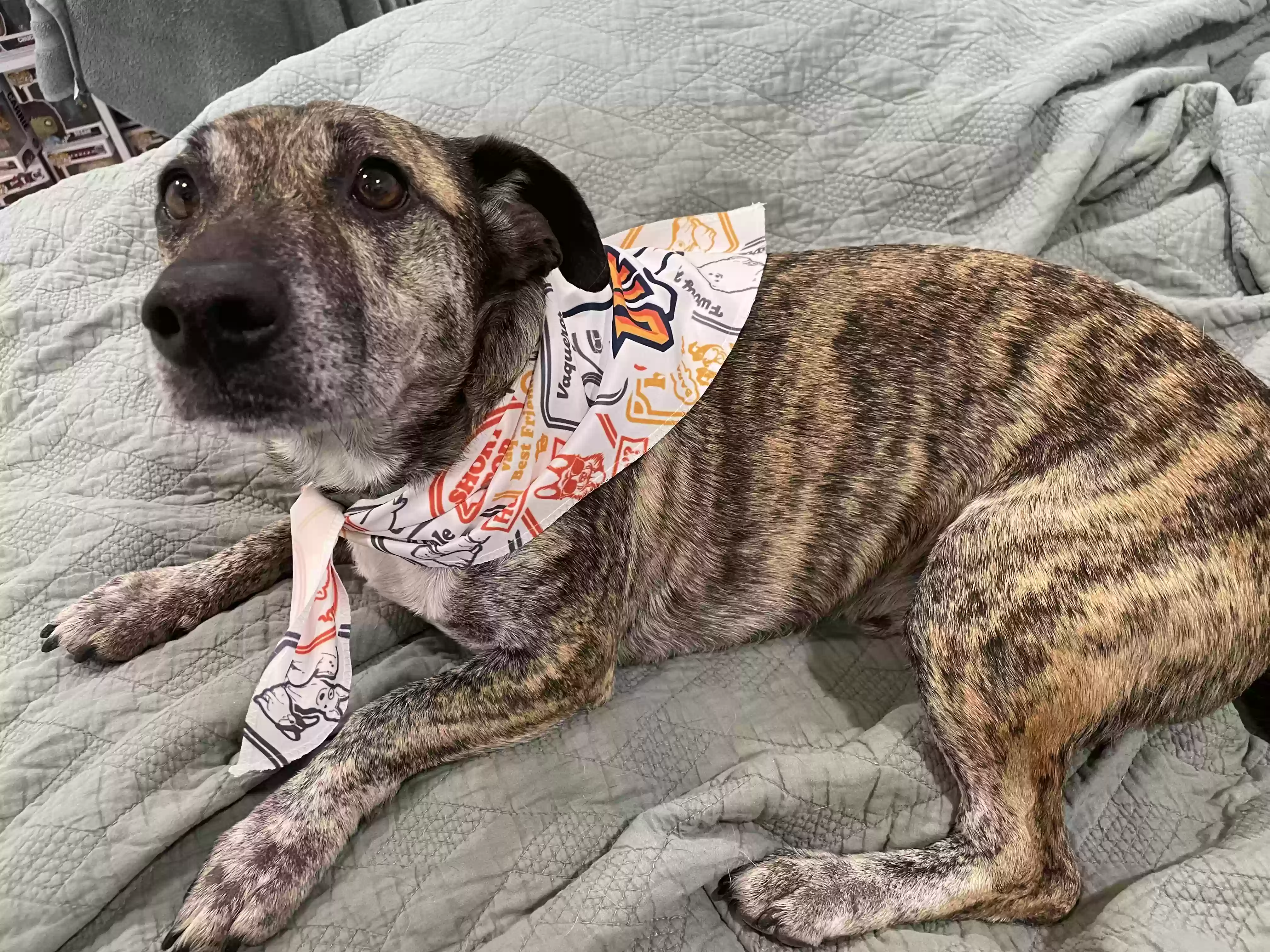 /lostandfound/images/lnfpets/original/182376_photo.webp