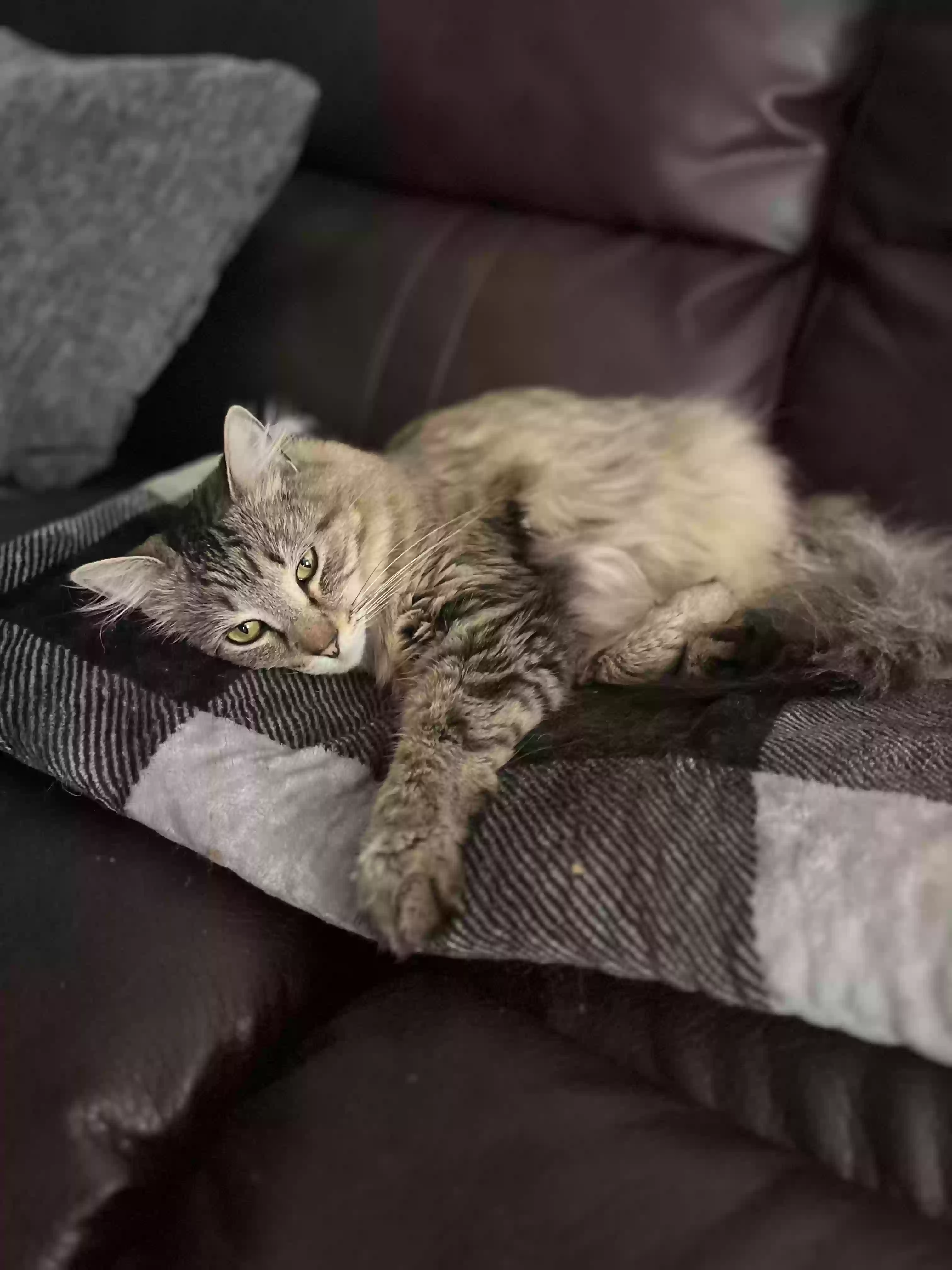 /lostandfound/images/lnfpets/original/182434_photo.webp
