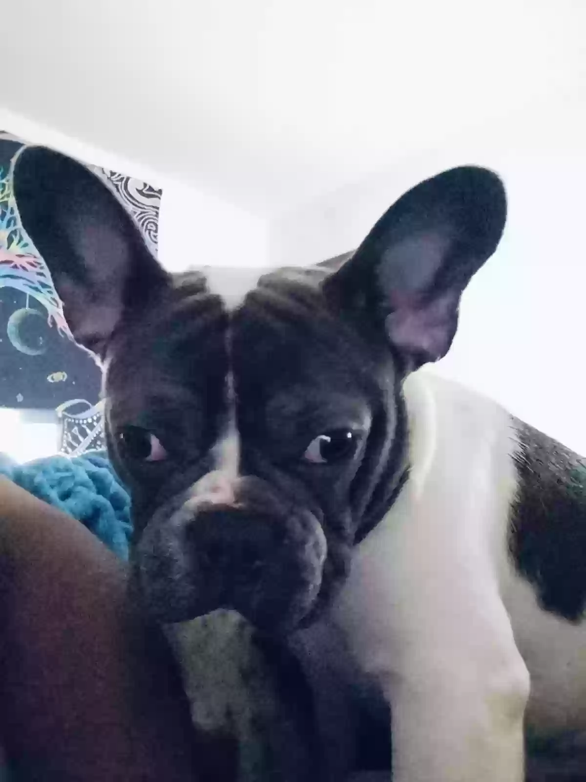 /lostandfound/images/lnfpets/original/182454_photo.webp