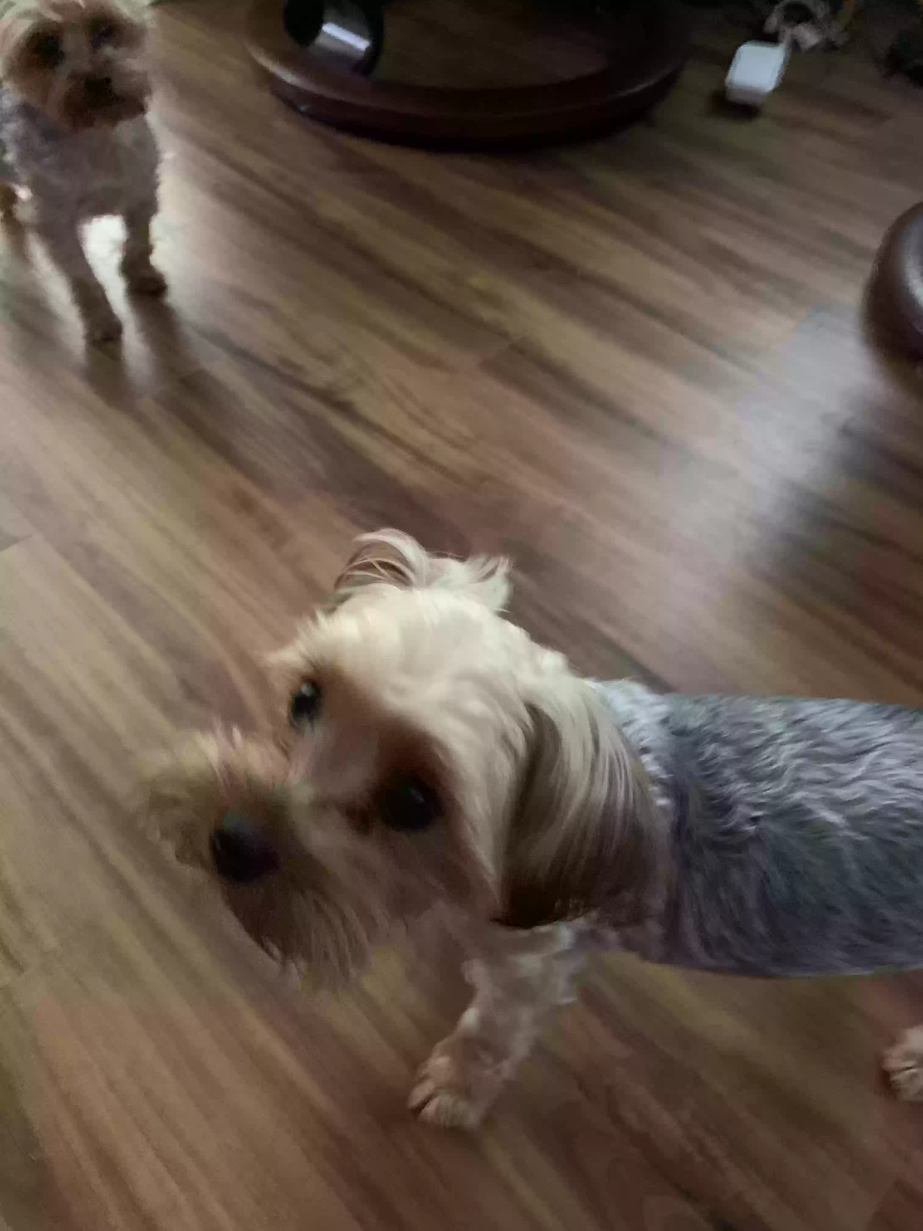 /lostandfound/images/lnfpets/original/182483_photo.webp
