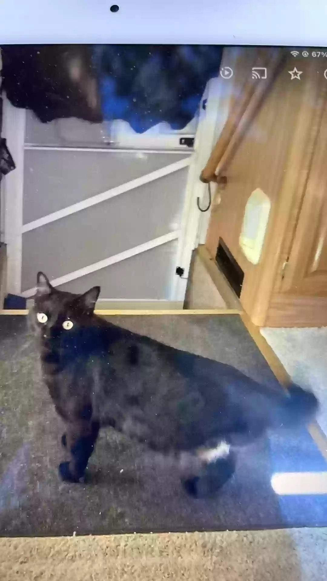 /lostandfound/images/lnfpets/original/182639_photo.webp