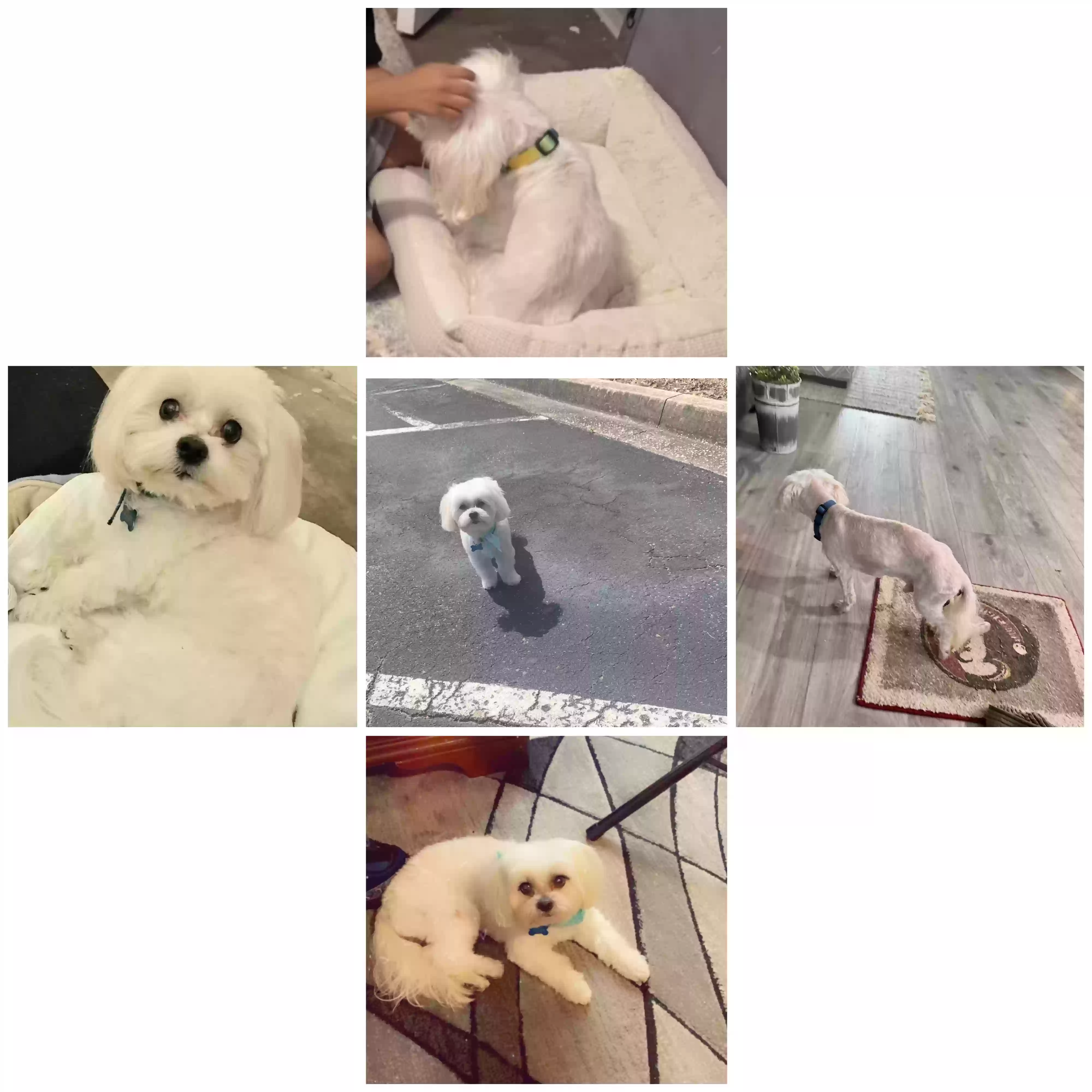 /lostandfound/images/lnfpets/original/182644_photo.webp
