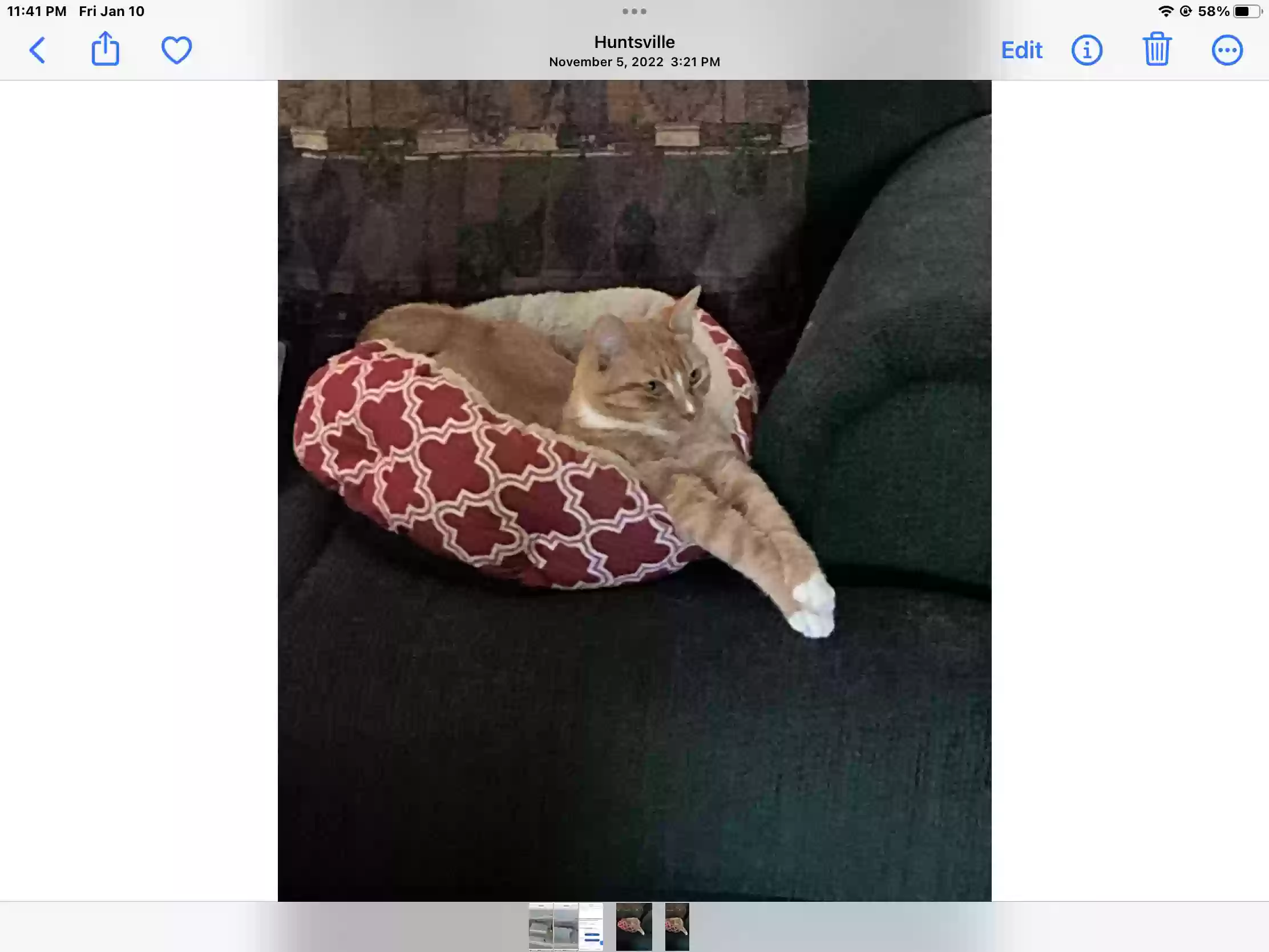 /lostandfound/images/lnfpets/original/182660_photo.webp