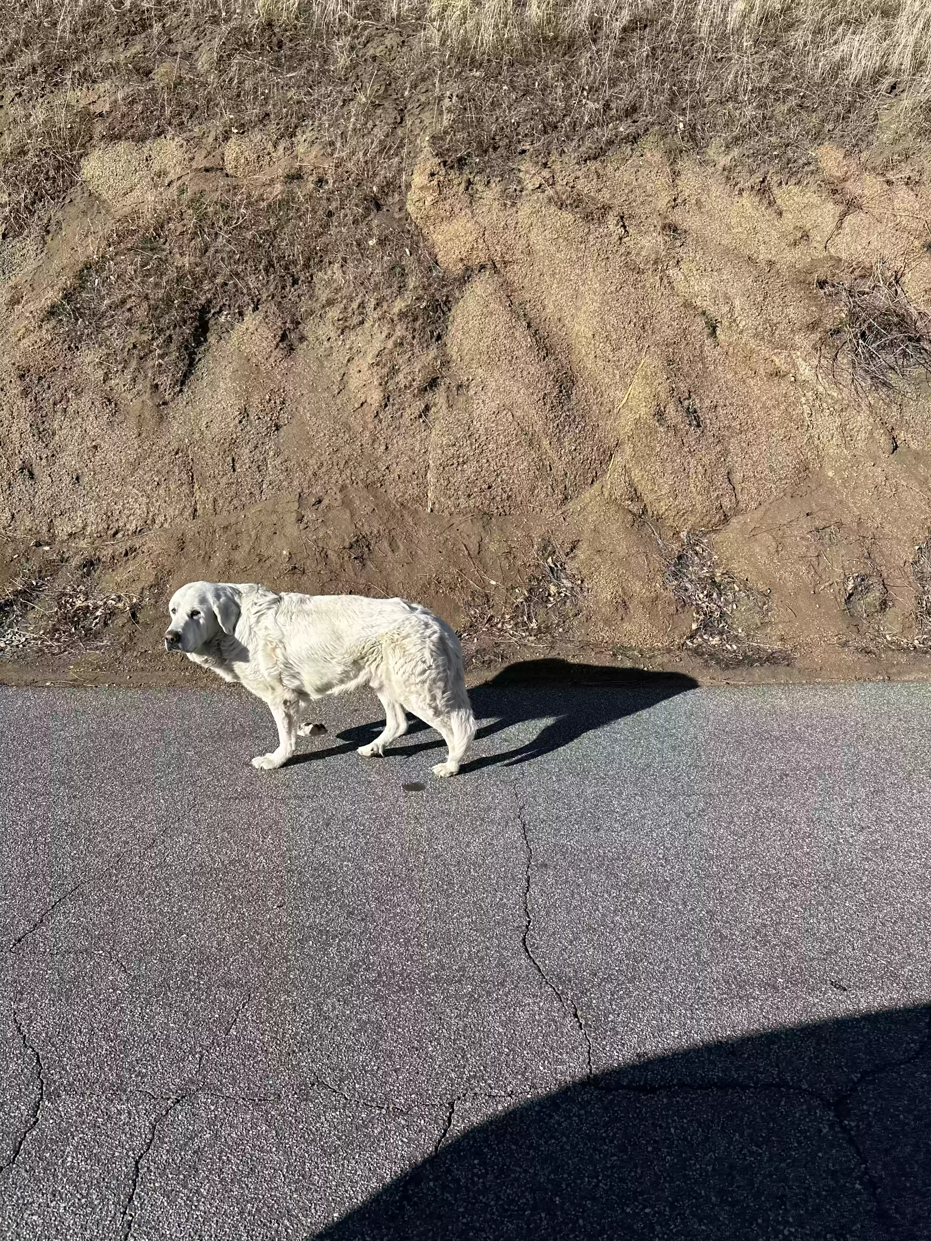 /lostandfound/images/lnfpets/original/182719_photo.webp