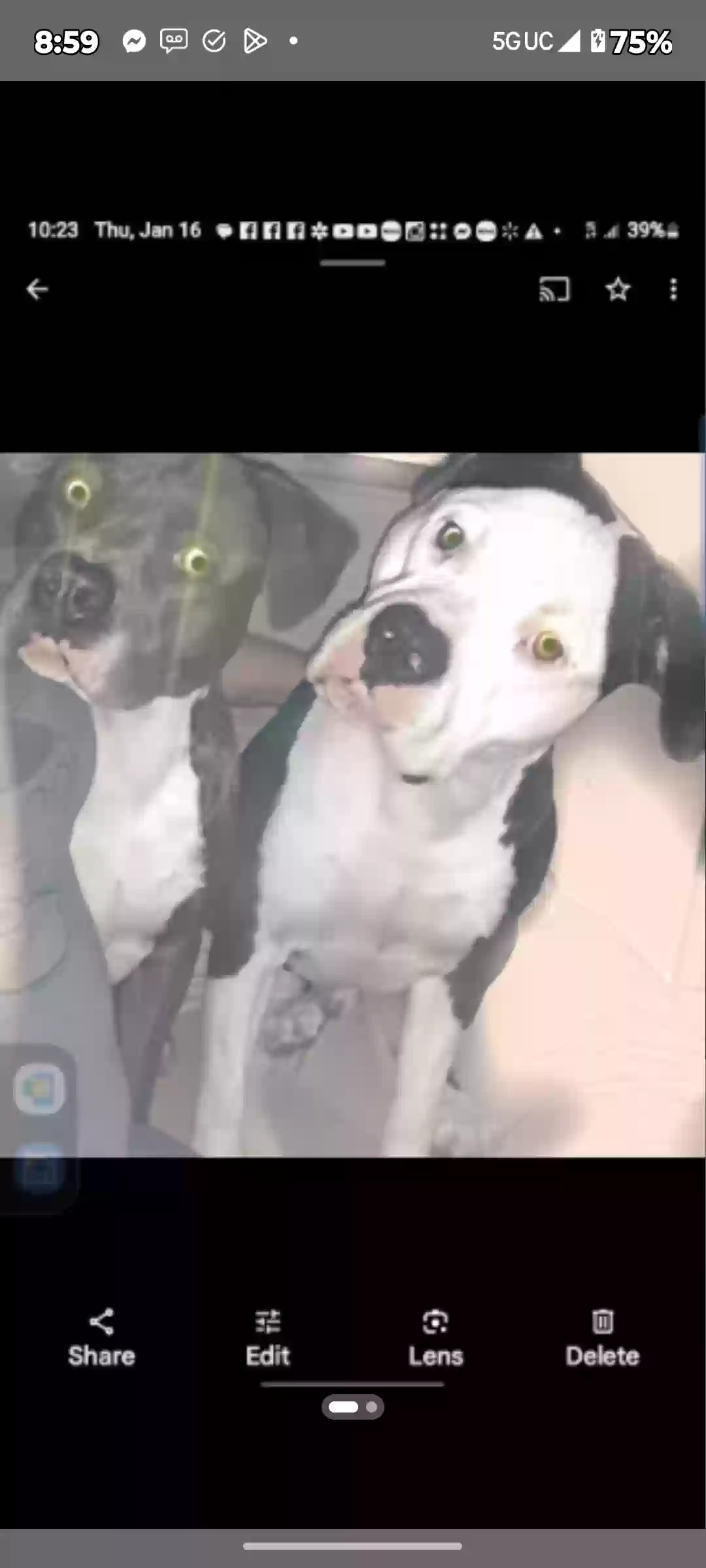 /lostandfound/images/lnfpets/original/182728_photo.webp