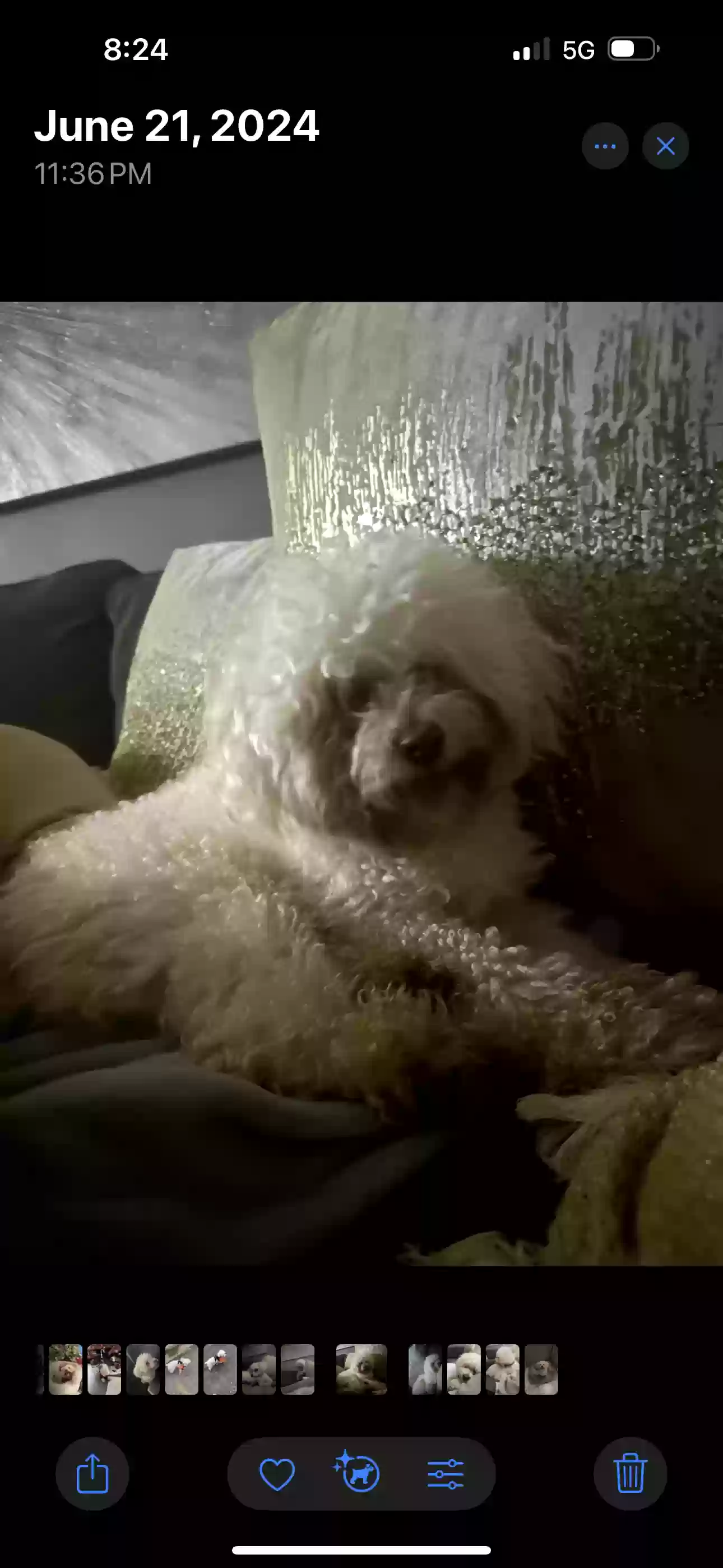 /lostandfound/images/lnfpets/original/182744_photo.webp