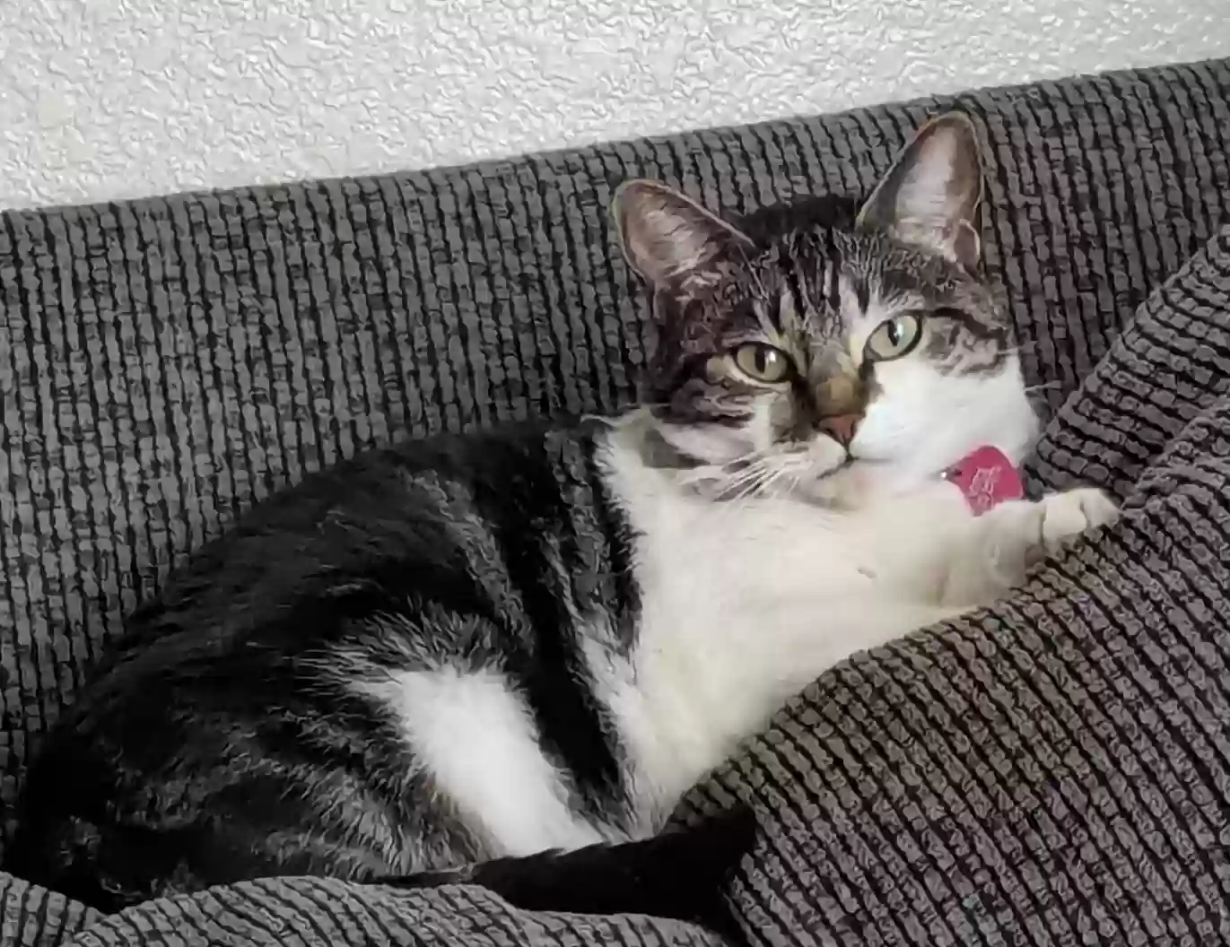 /lostandfound/images/lnfpets/original/182757_photo.webp