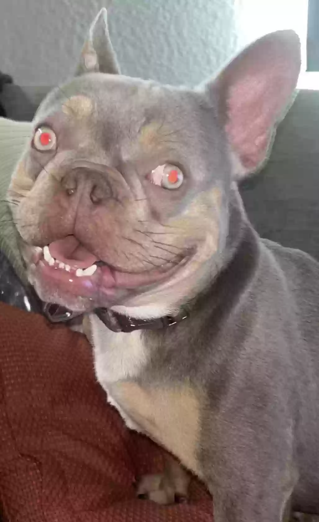/lostandfound/images/lnfpets/original/182780_photo.webp