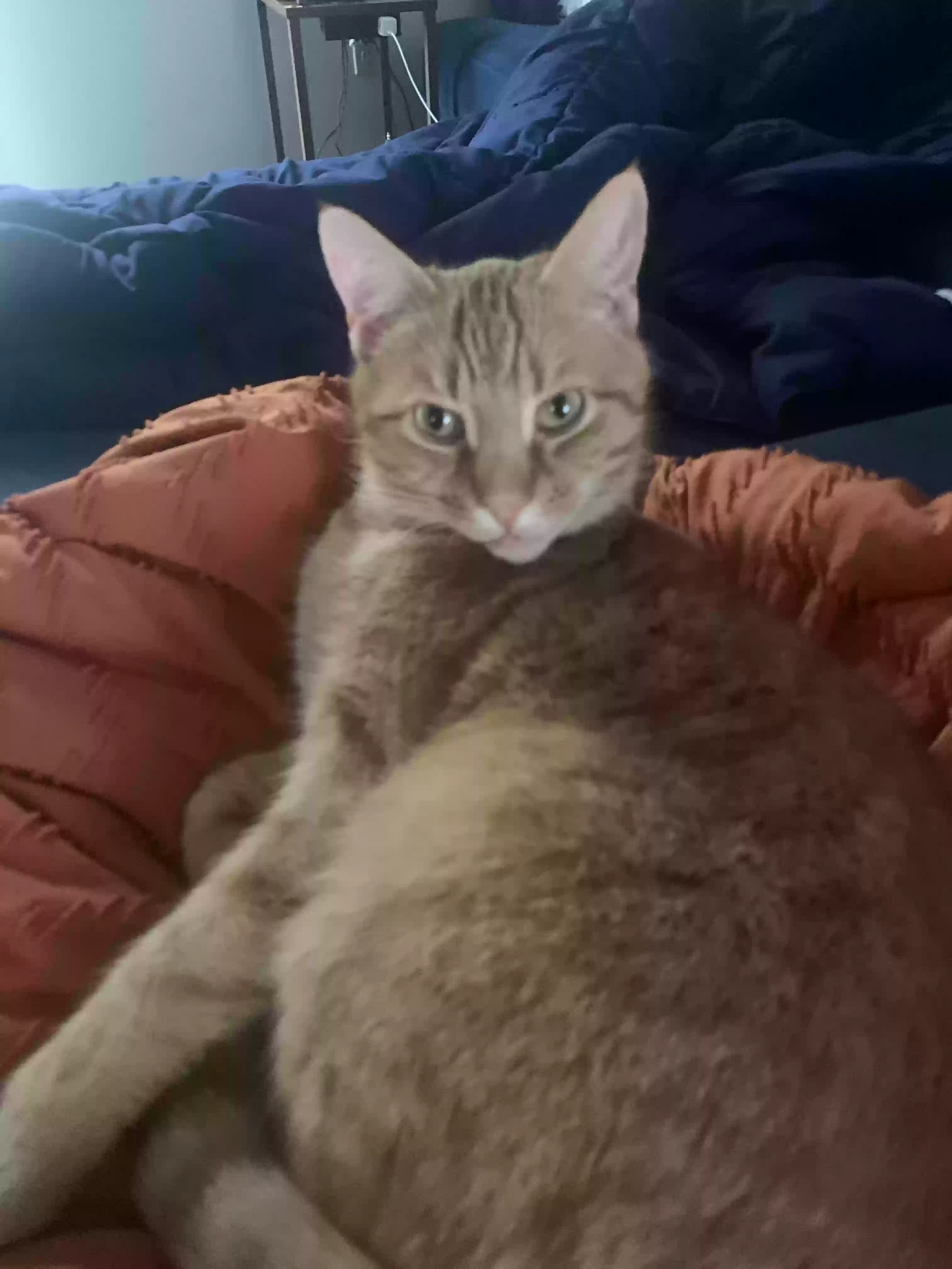 /lostandfound/images/lnfpets/original/182791_photo.webp