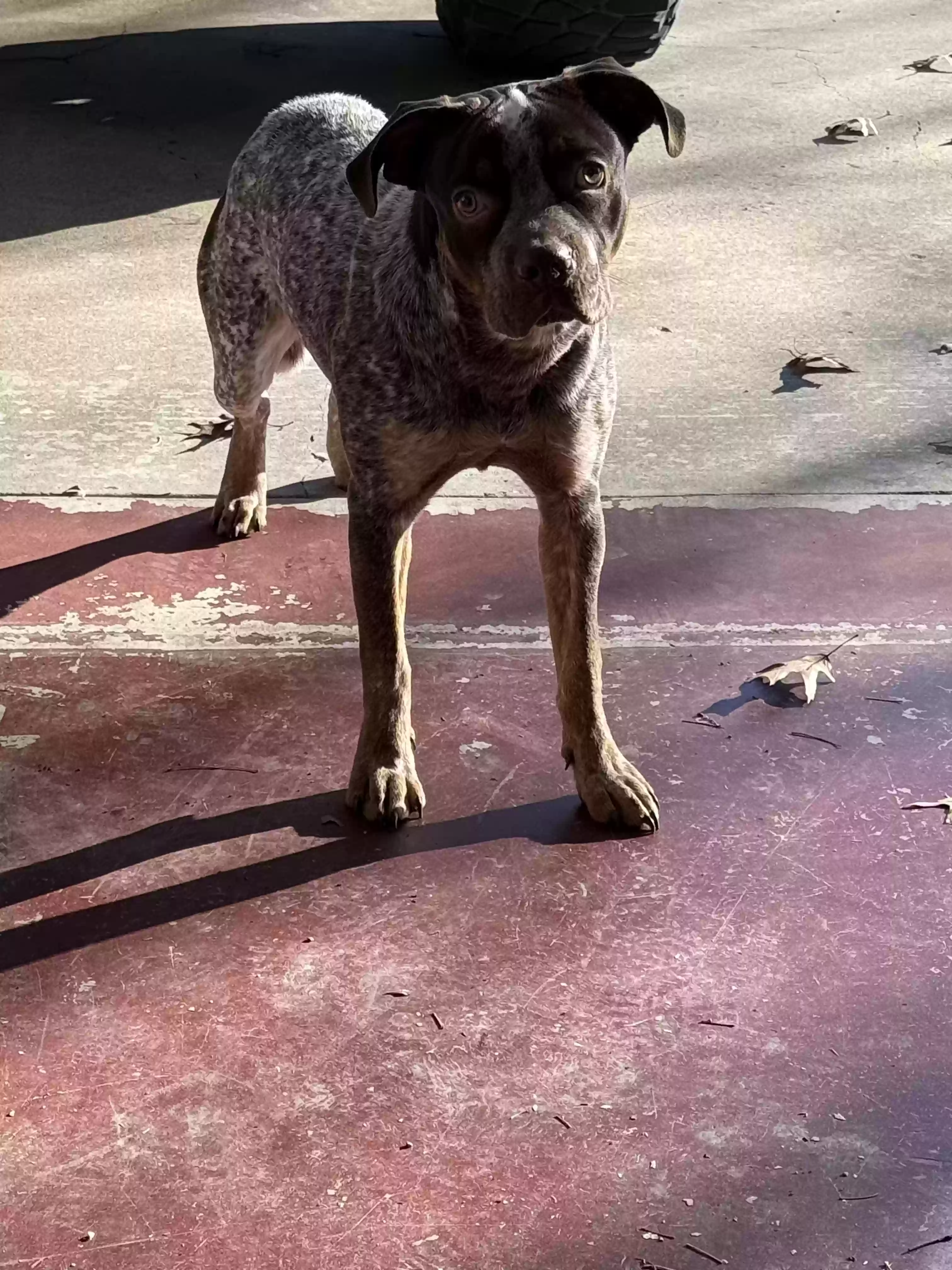 /lostandfound/images/lnfpets/original/182852_photo.webp