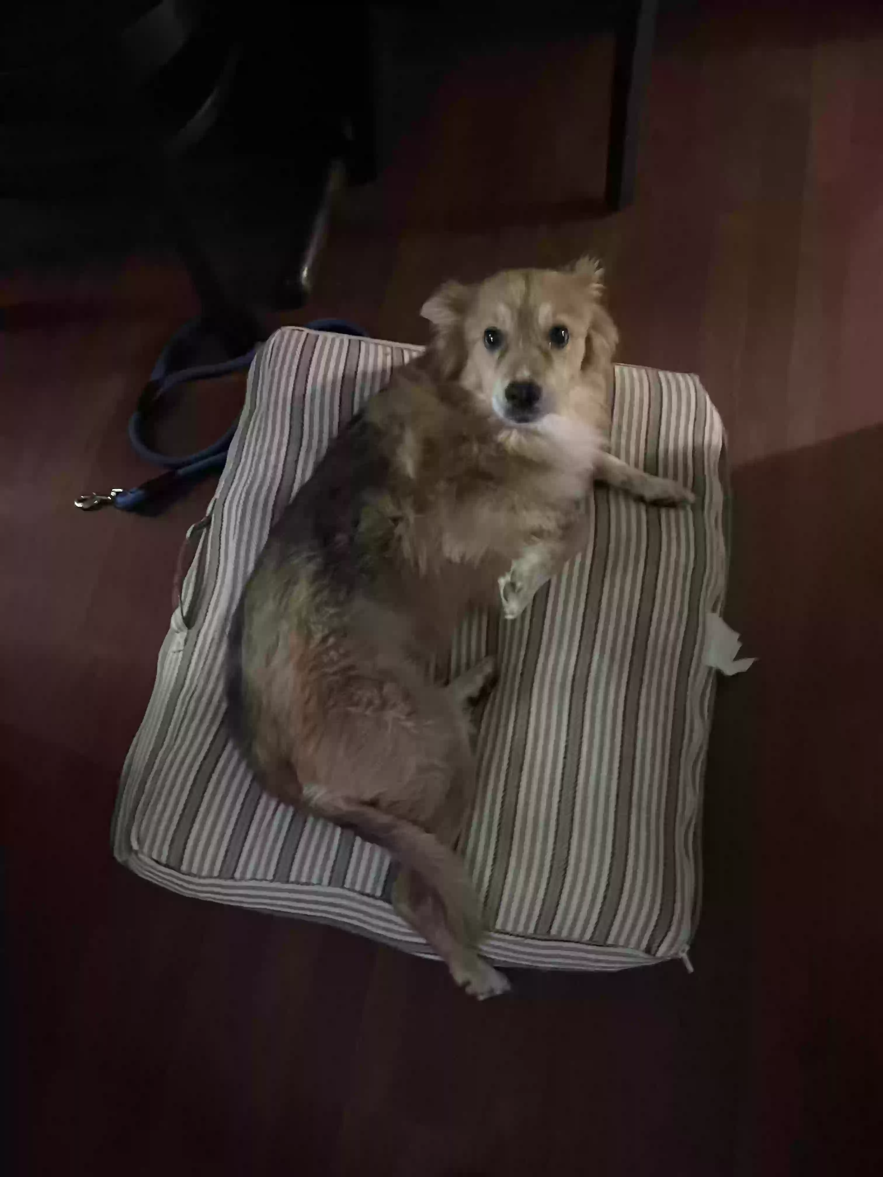 /lostandfound/images/lnfpets/original/182870_photo.webp