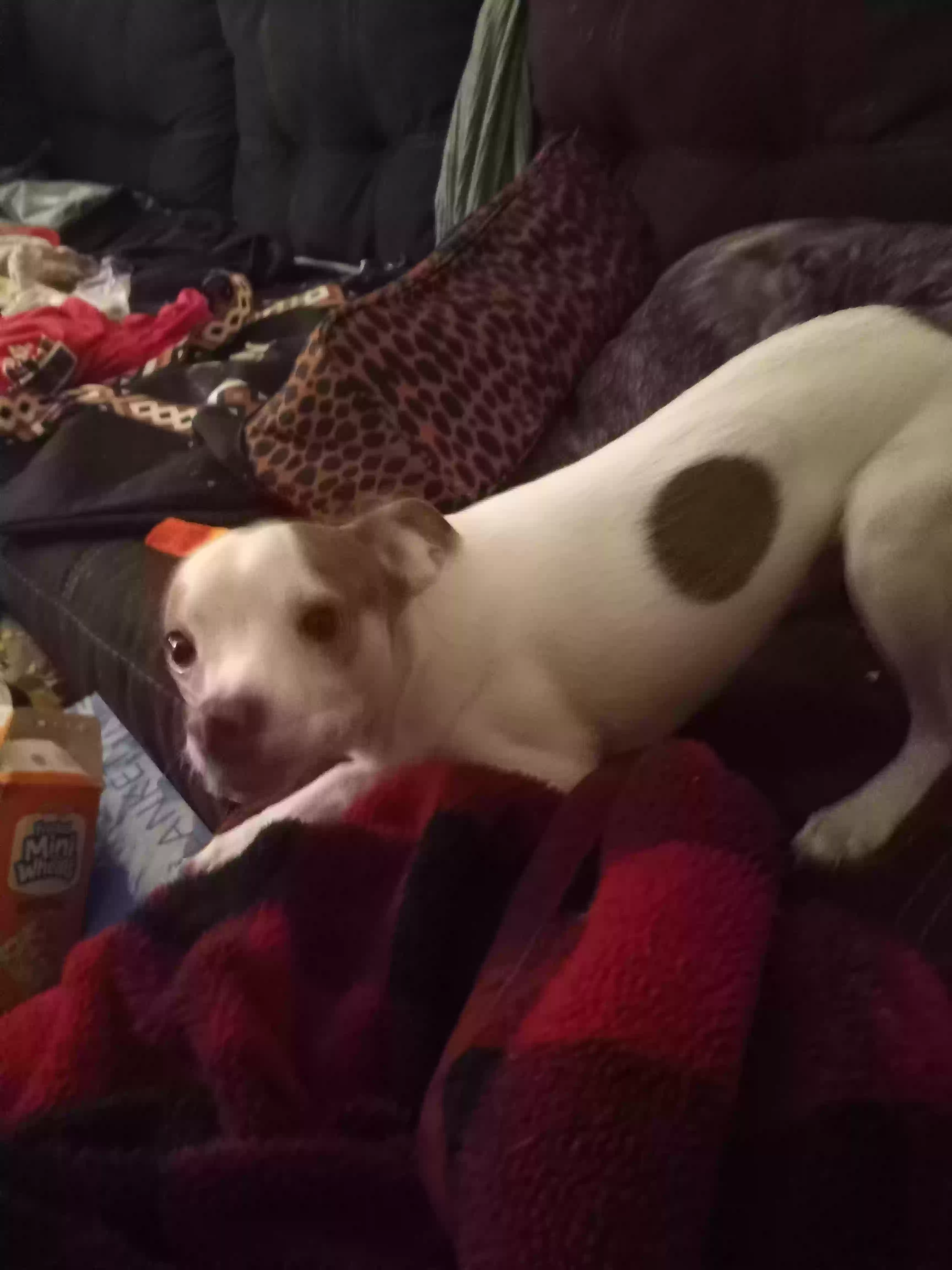 /lostandfound/images/lnfpets/original/182932_photo.webp