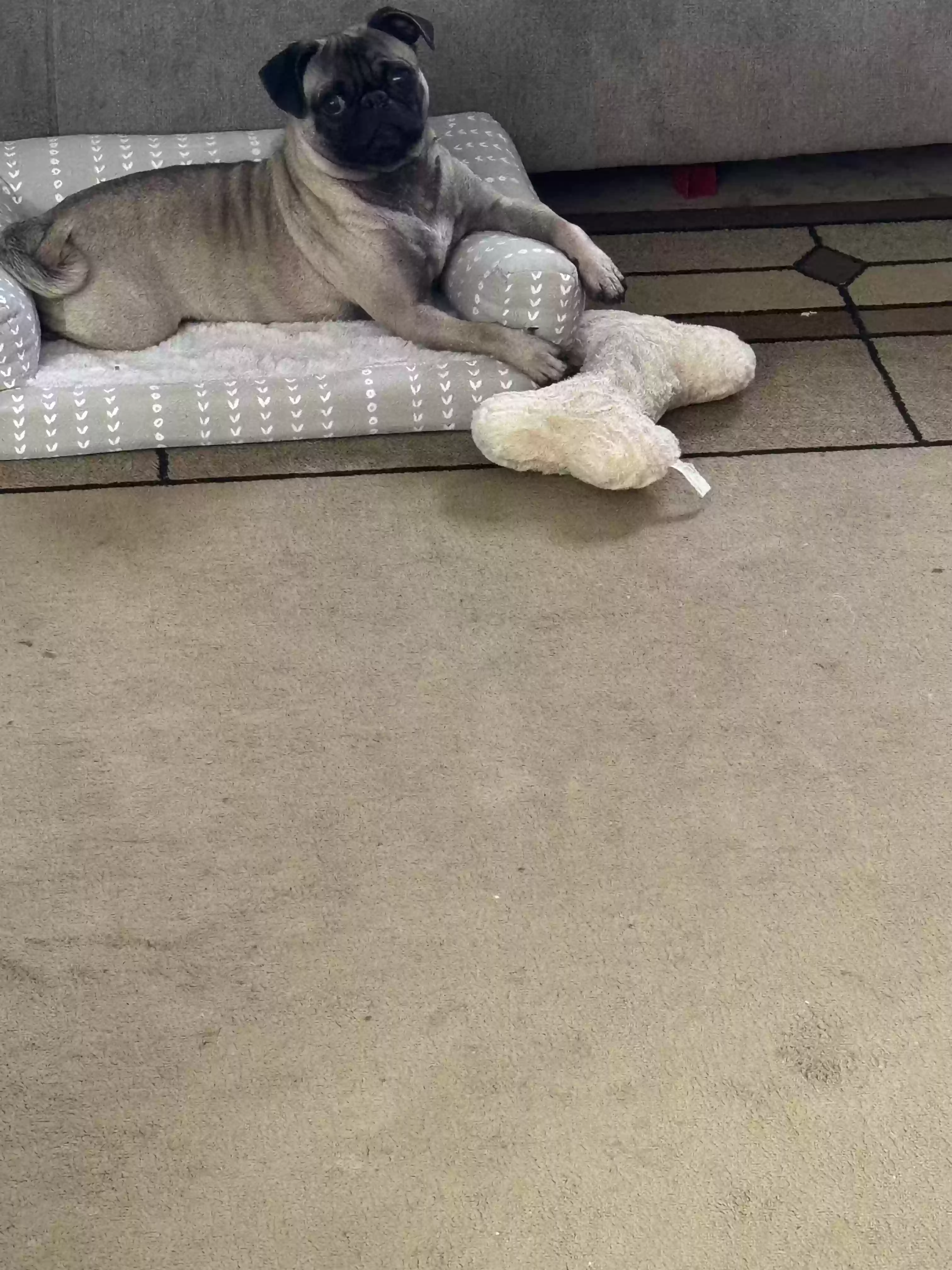 /lostandfound/images/lnfpets/original/182943_photo.webp