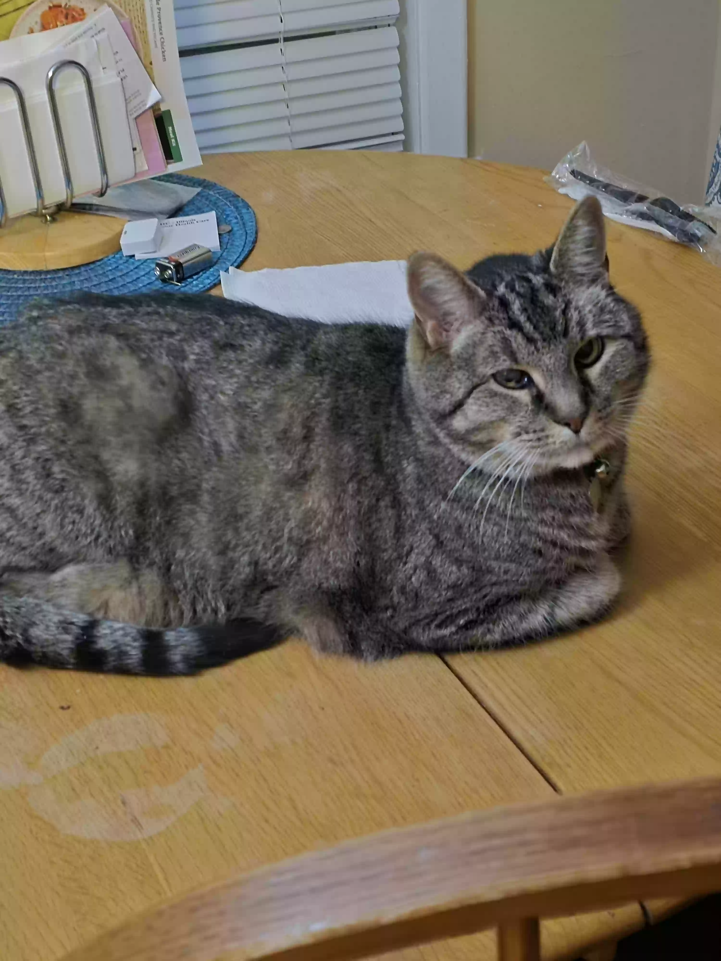 /lostandfound/images/lnfpets/original/182990_photo.webp