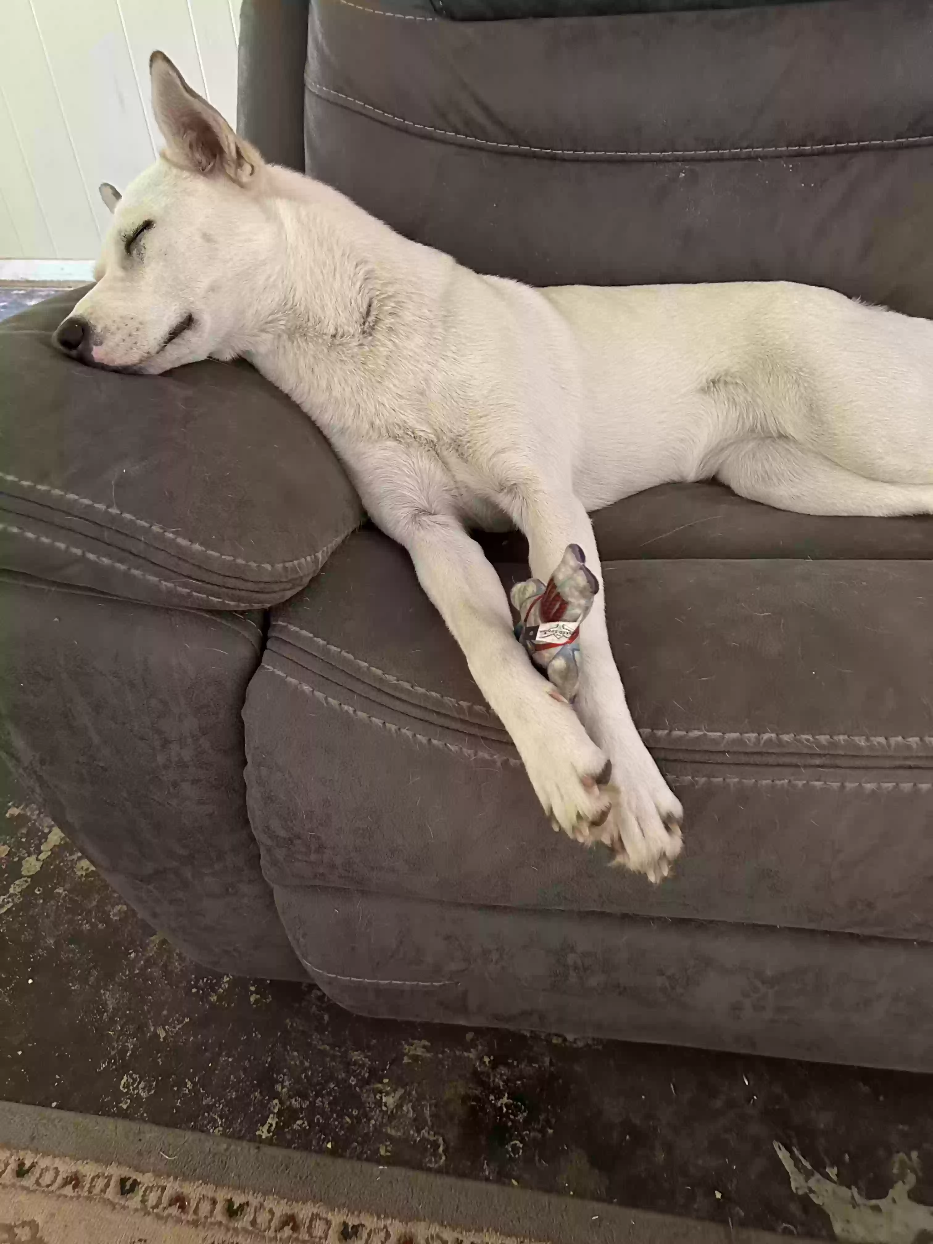 /lostandfound/images/lnfpets/original/182991_photo.webp