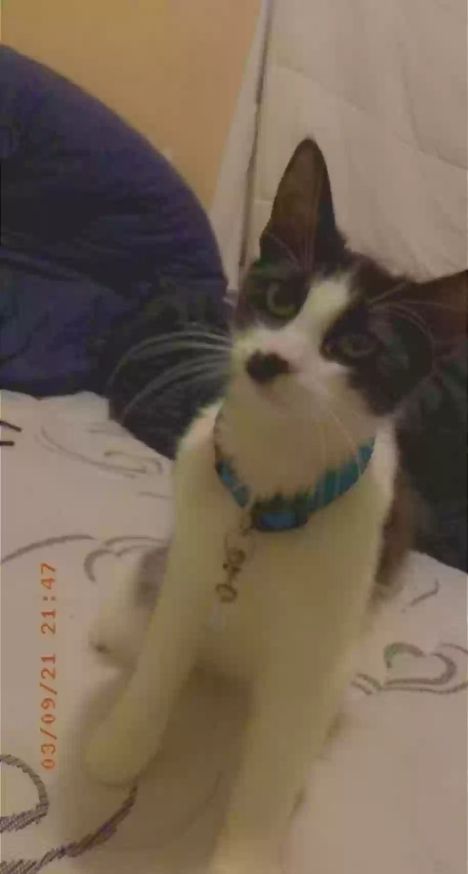 /lostandfound/images/lnfpets/original/183015_photo.webp