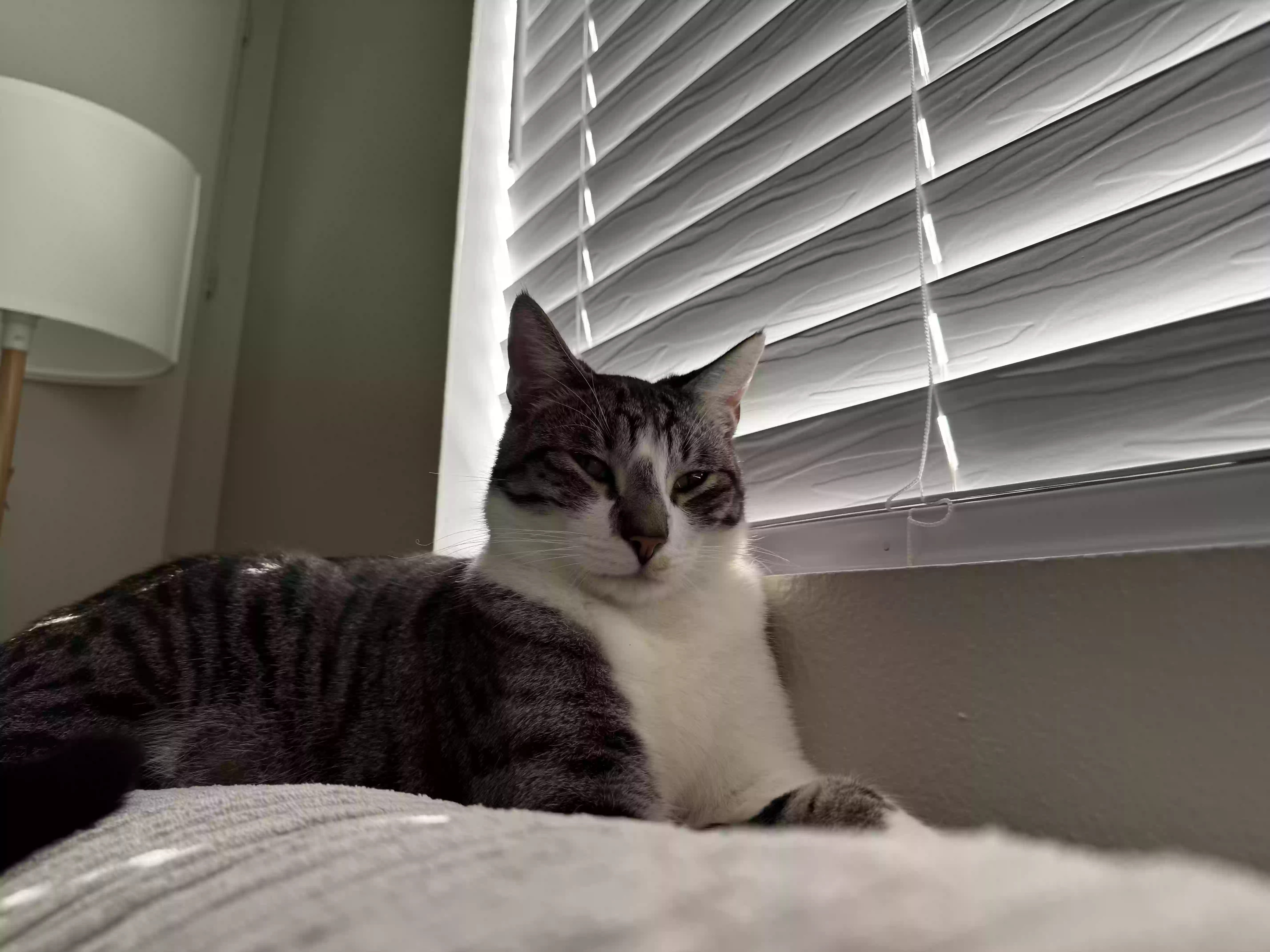 /lostandfound/images/lnfpets/original/183058_photo.webp