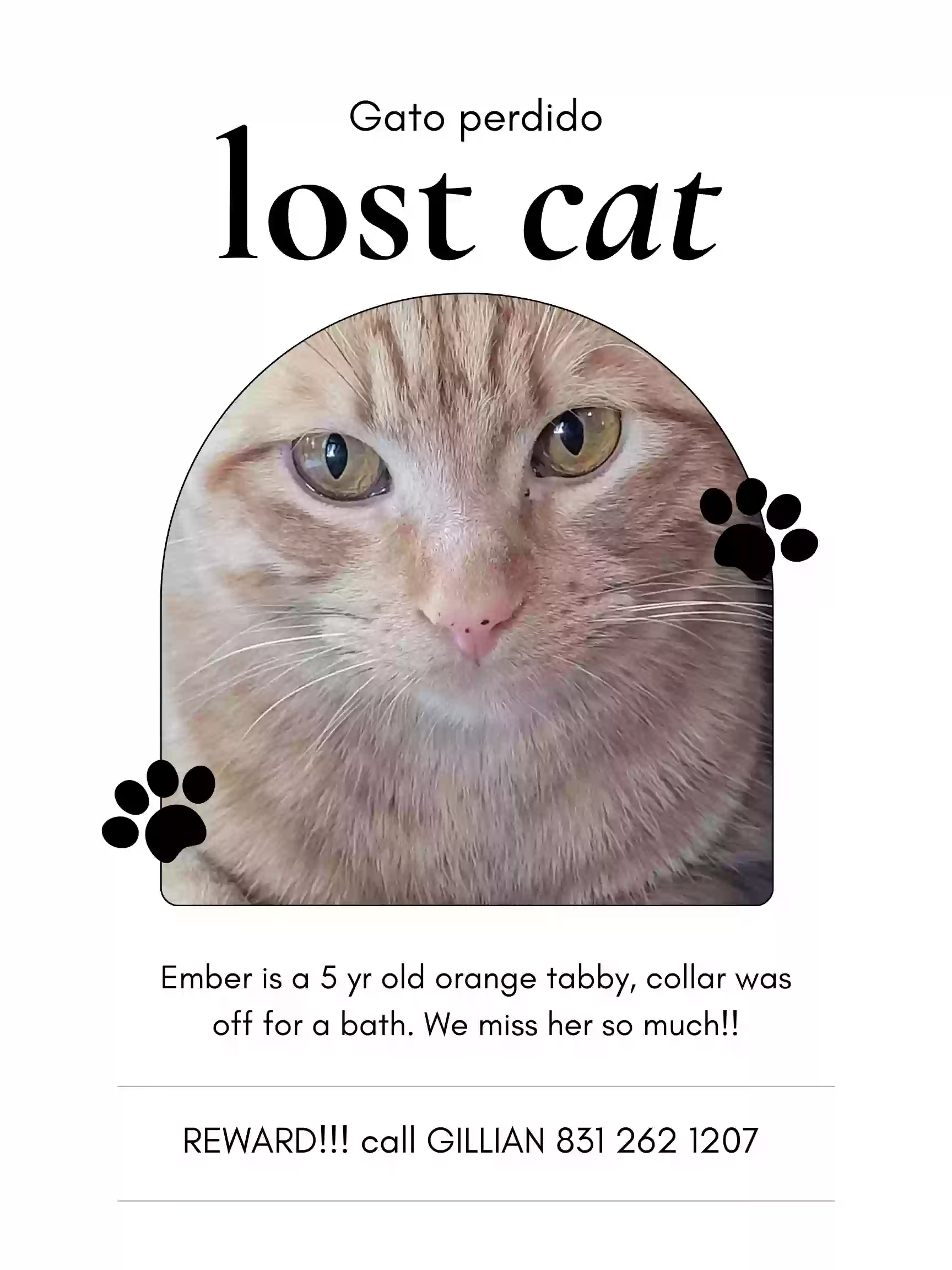 /lostandfound/images/lnfpets/original/183077_photo.webp