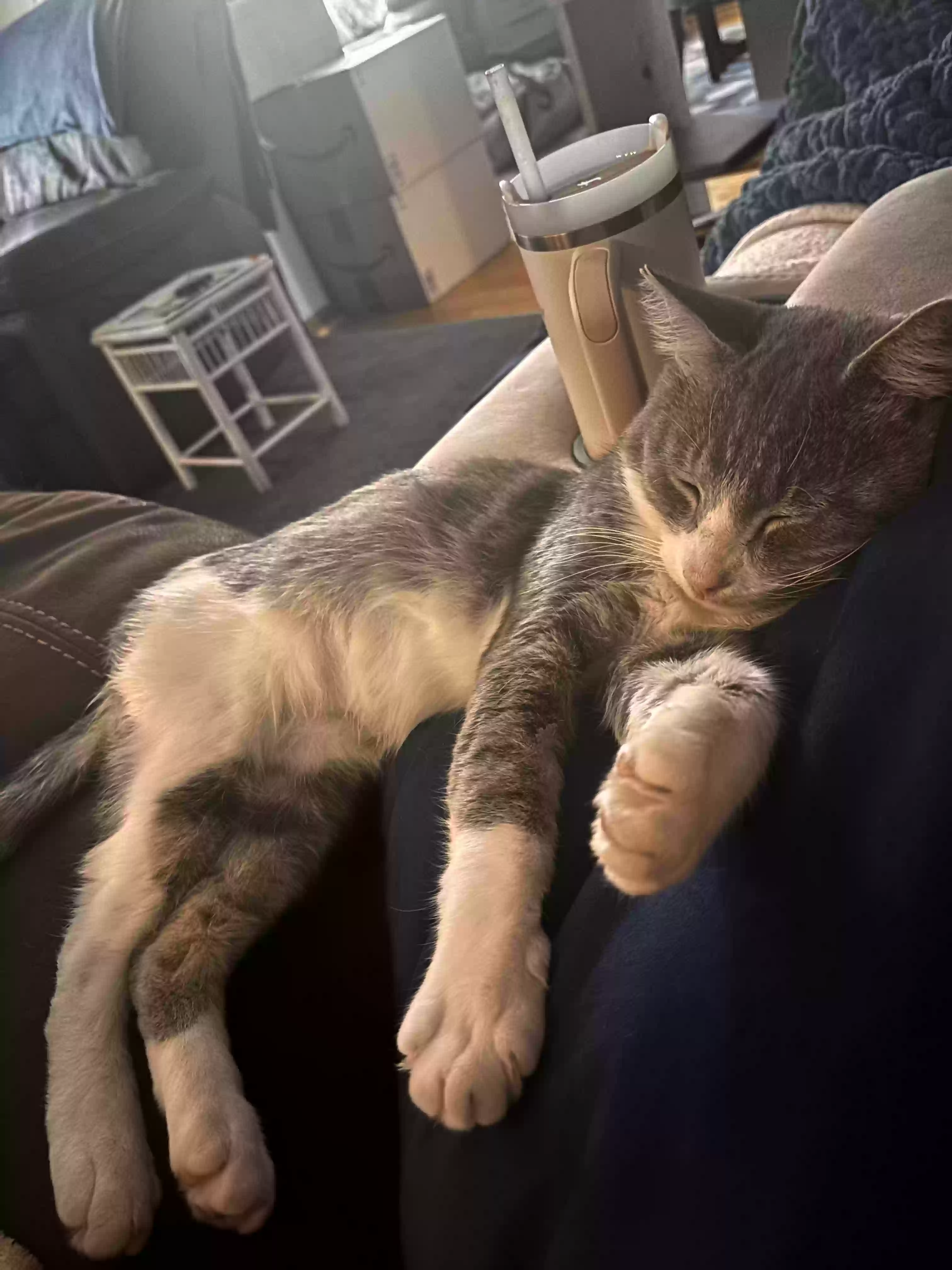 /lostandfound/images/lnfpets/original/183185_photo.webp