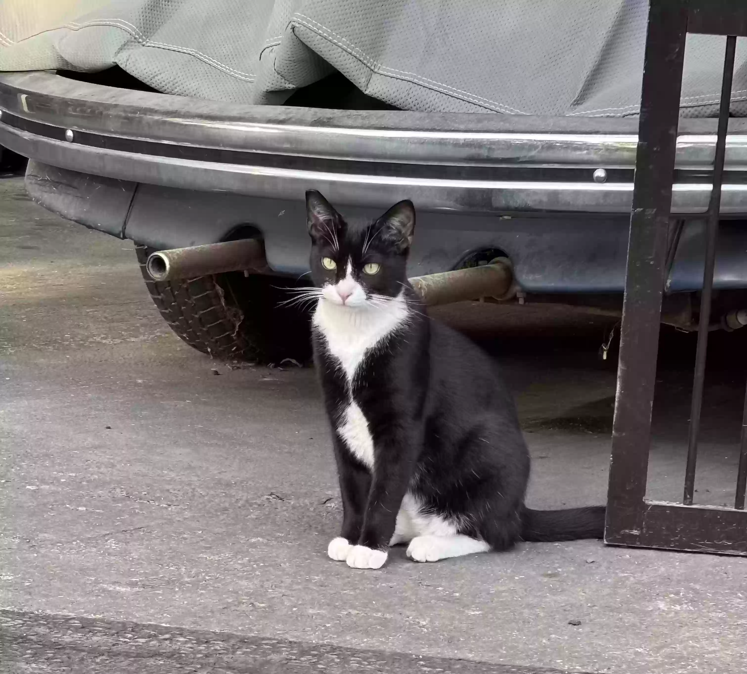 /lostandfound/images/lnfpets/original/183264_photo.webp
