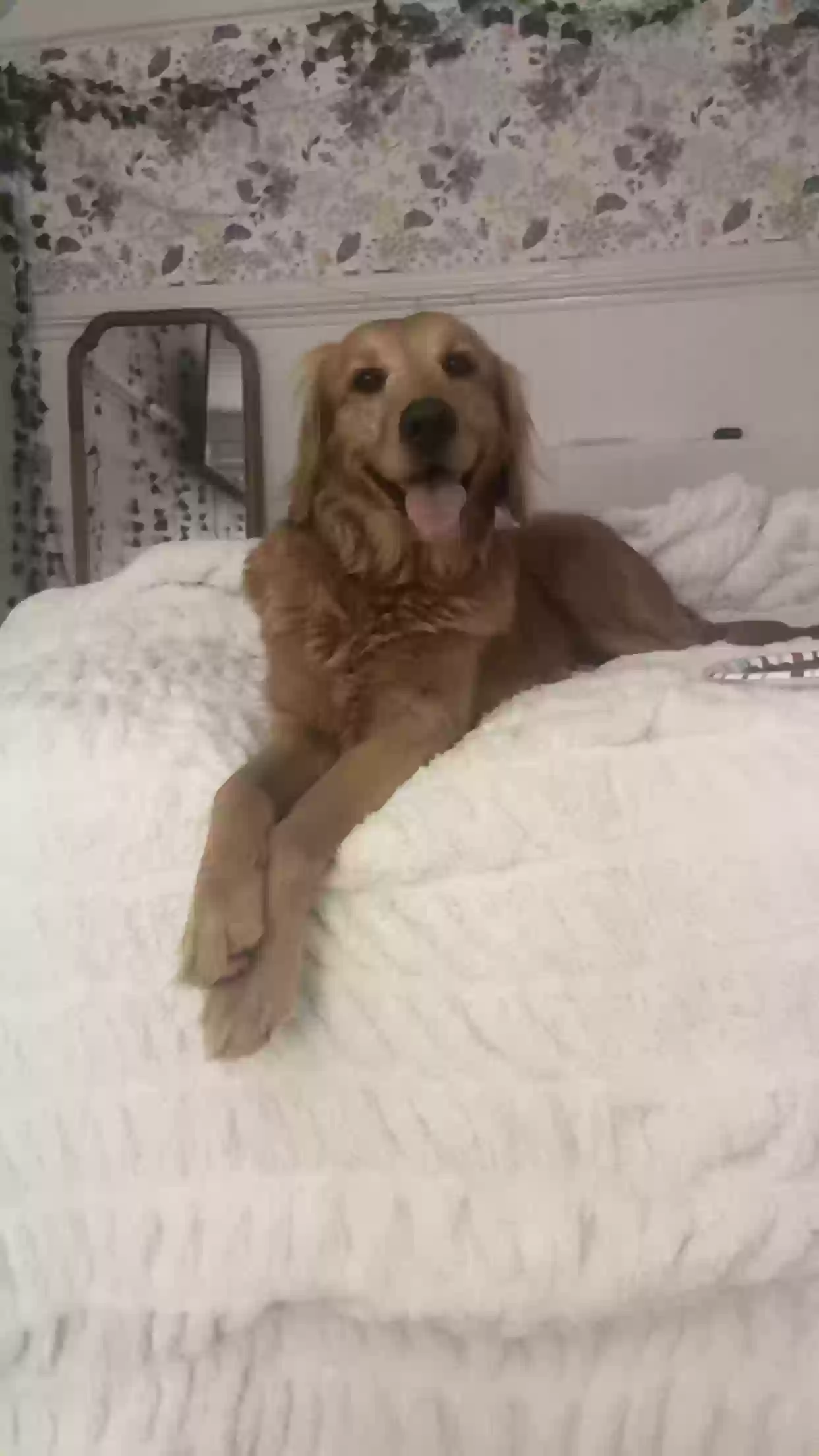 /lostandfound/images/lnfpets/original/183315_photo.webp