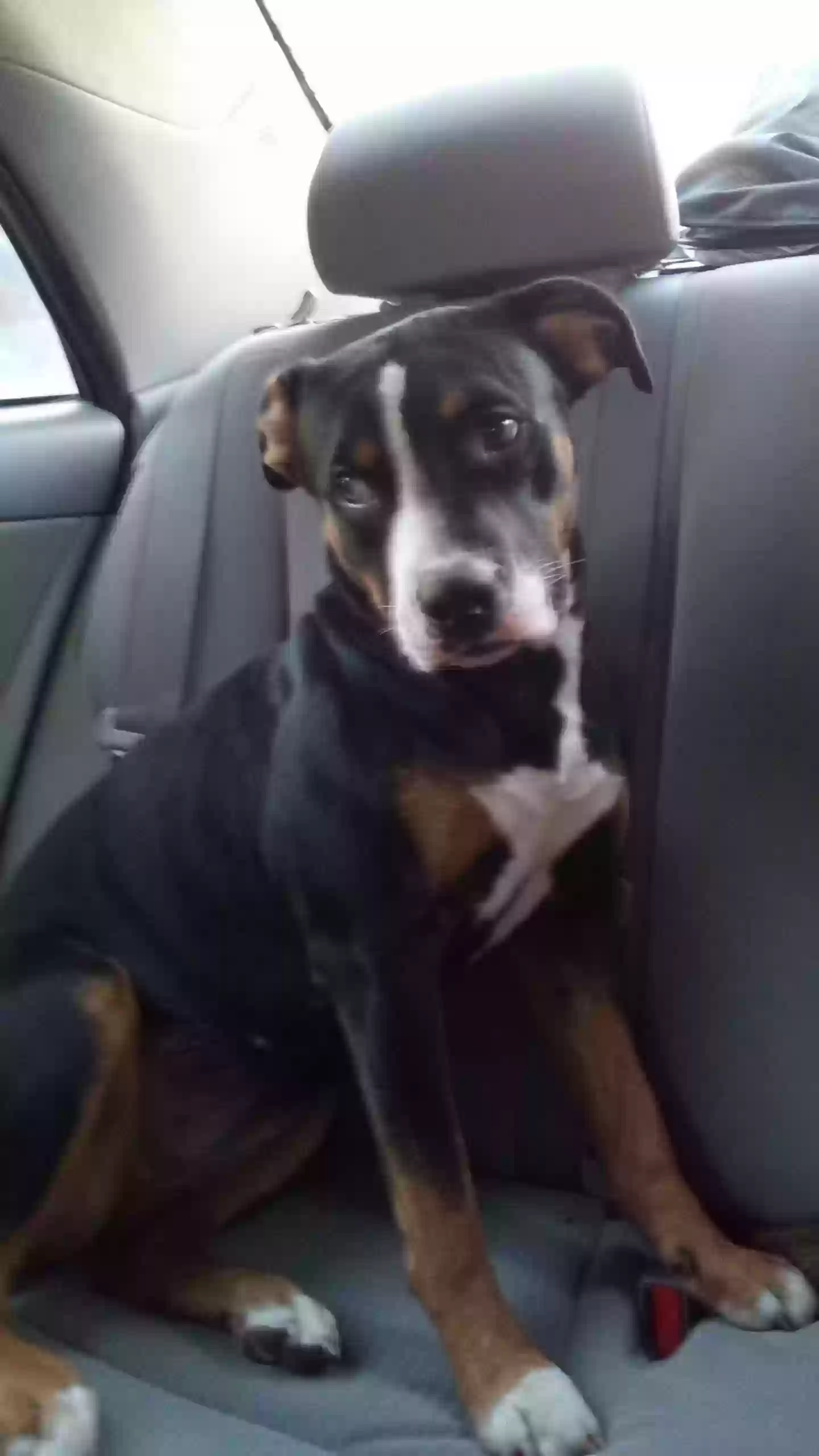 /lostandfound/images/lnfpets/original/183357_photo.webp
