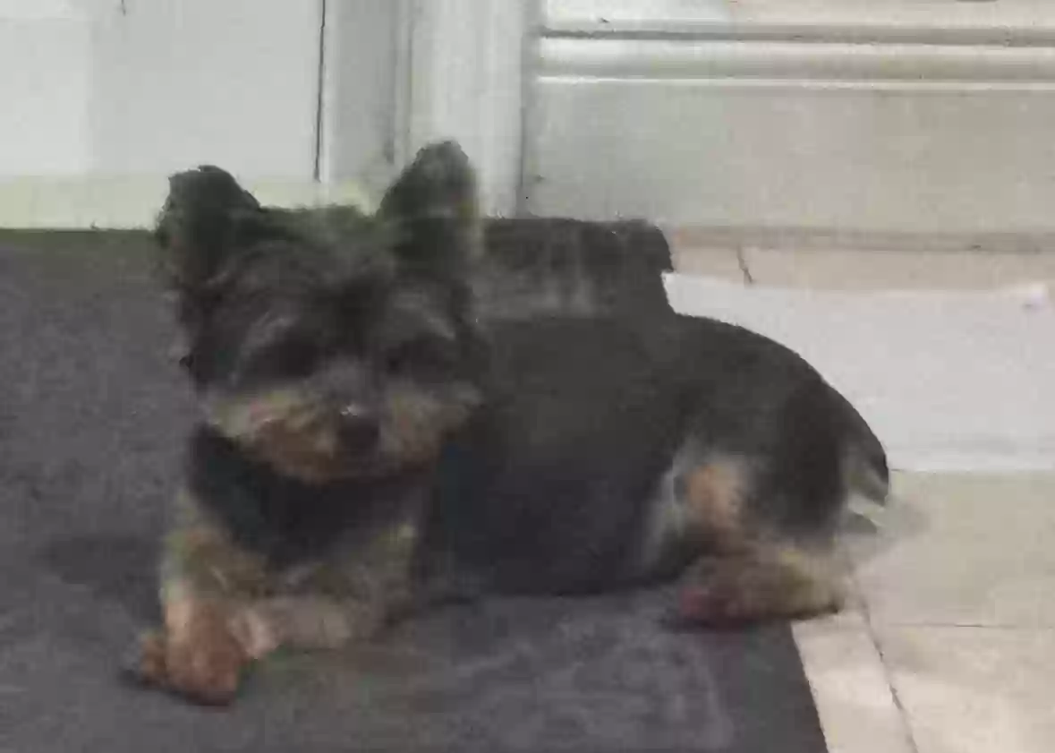 /lostandfound/images/lnfpets/original/183435_photo.webp