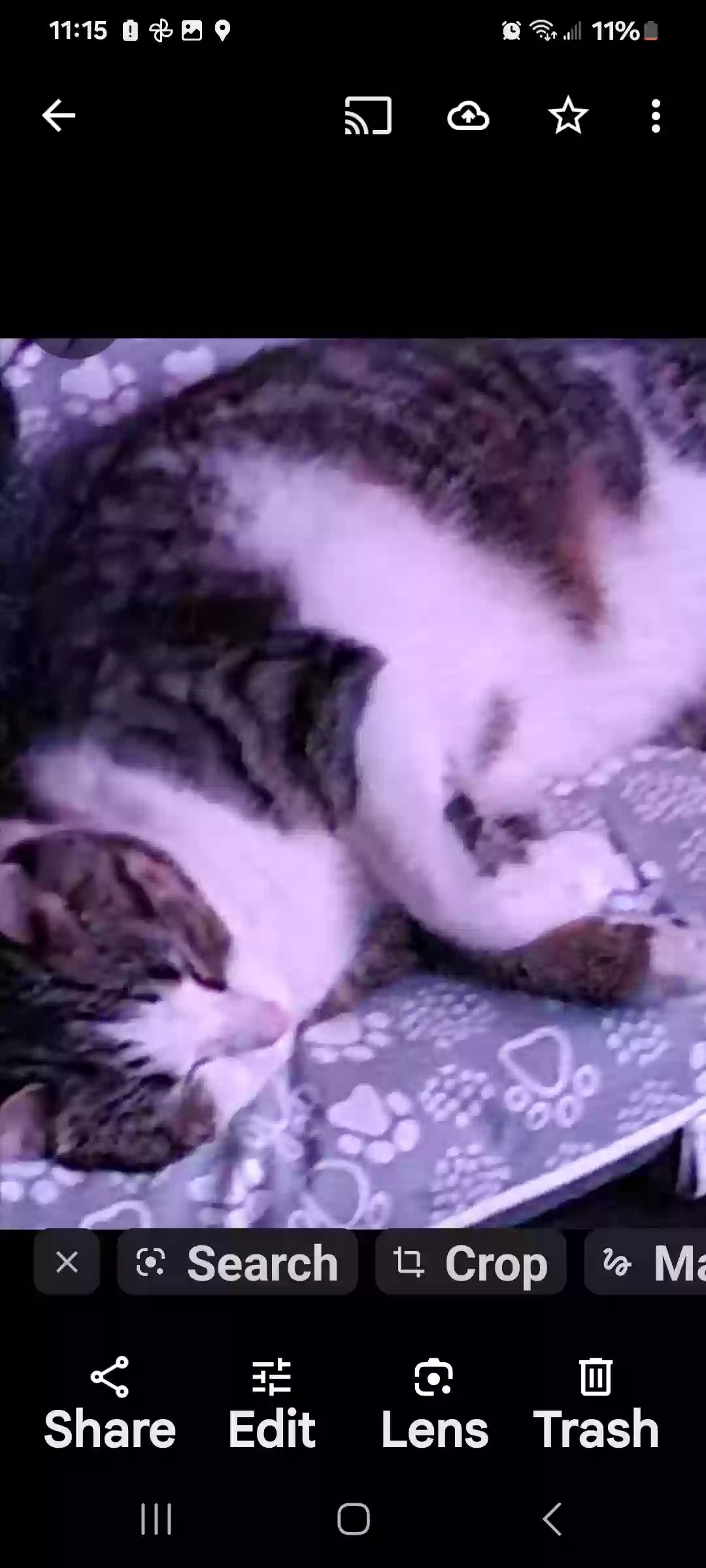/lostandfound/images/lnfpets/original/183471_photo.webp