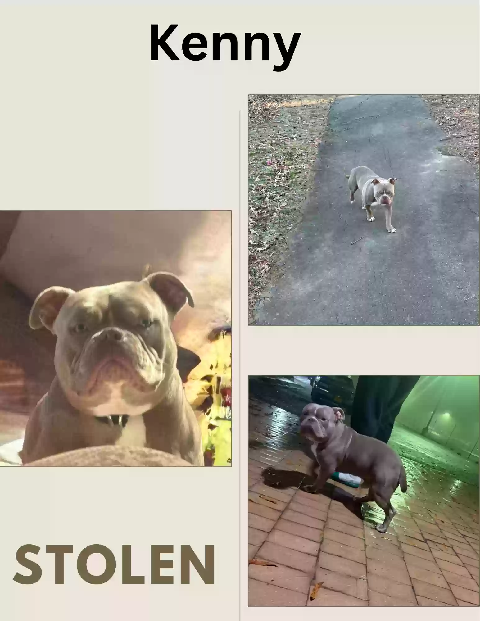 /lostandfound/images/lnfpets/original/183520_photo.webp