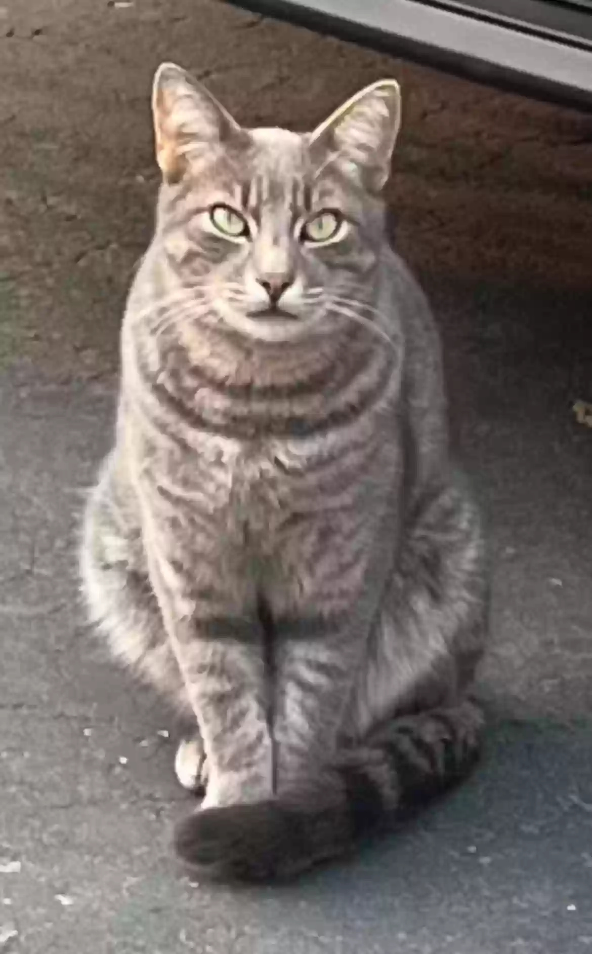 /lostandfound/images/lnfpets/original/183573_photo.webp